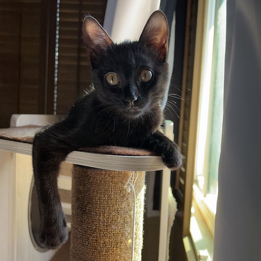 Clea Sophia, ADOPTABLE, Kitten Female American Shorthair.