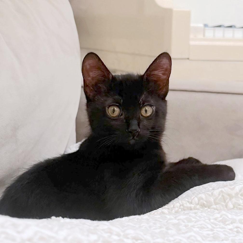 Enlarge Clea Sophia, a ADOPTABLE American Shorthair in Laguna Beach, CA image 6/6