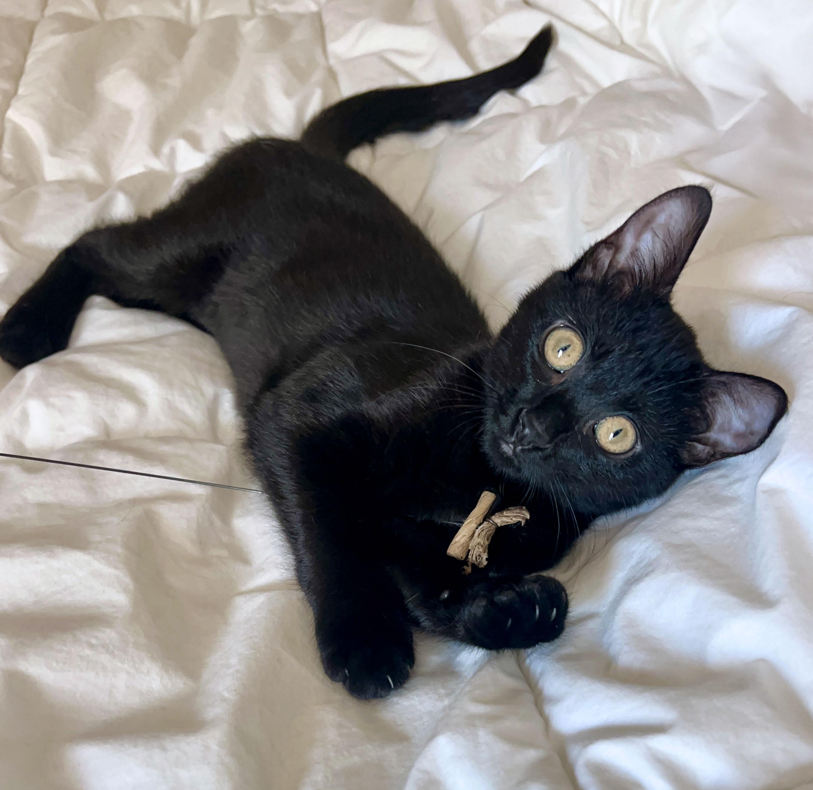 Enlarge Clea Sophia, a ADOPTABLE American Shorthair in Laguna Beach, CA image 2/6