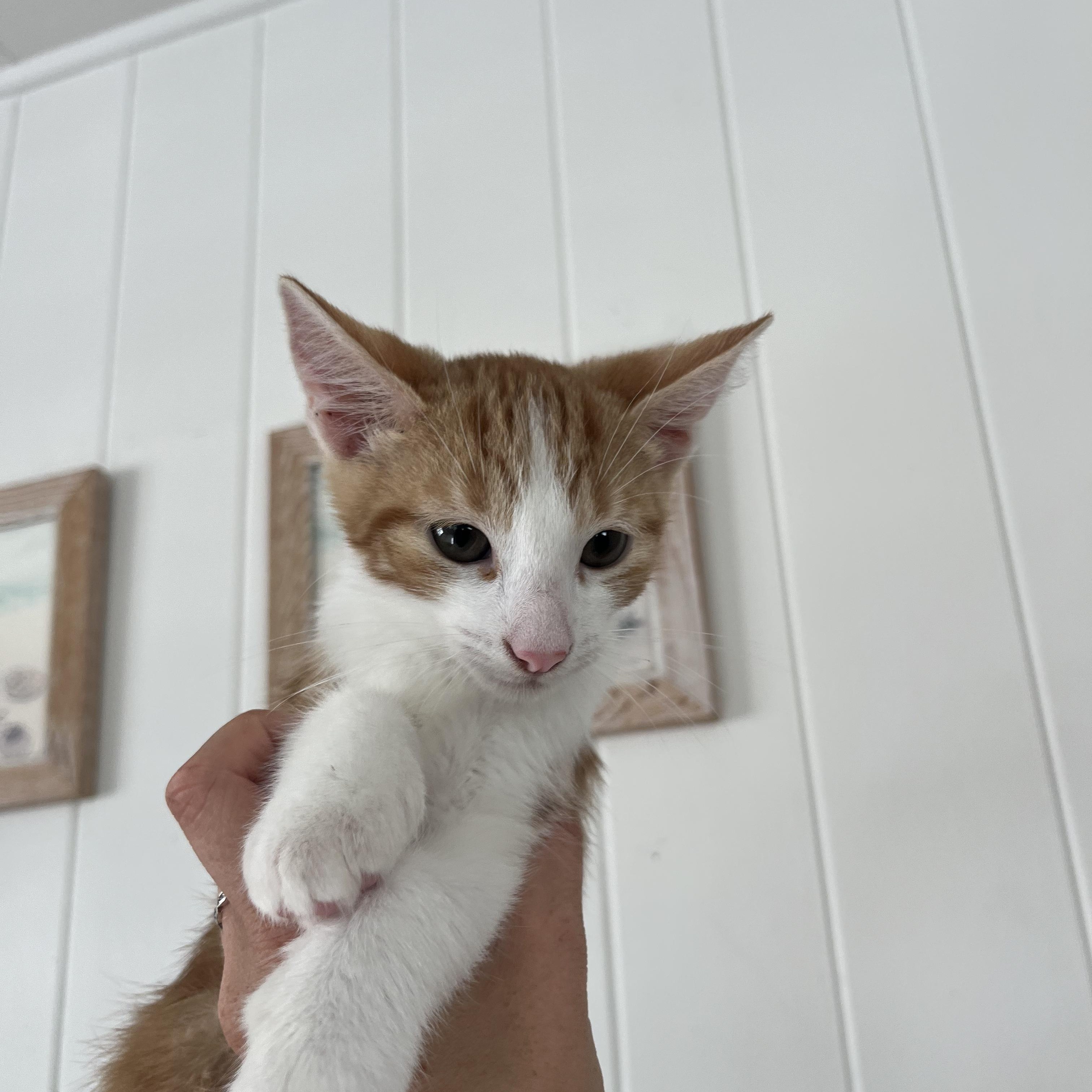 Enlarge Milo, a Adopted Domestic Medium Hair in Ewa Beach, HI image 4/5
