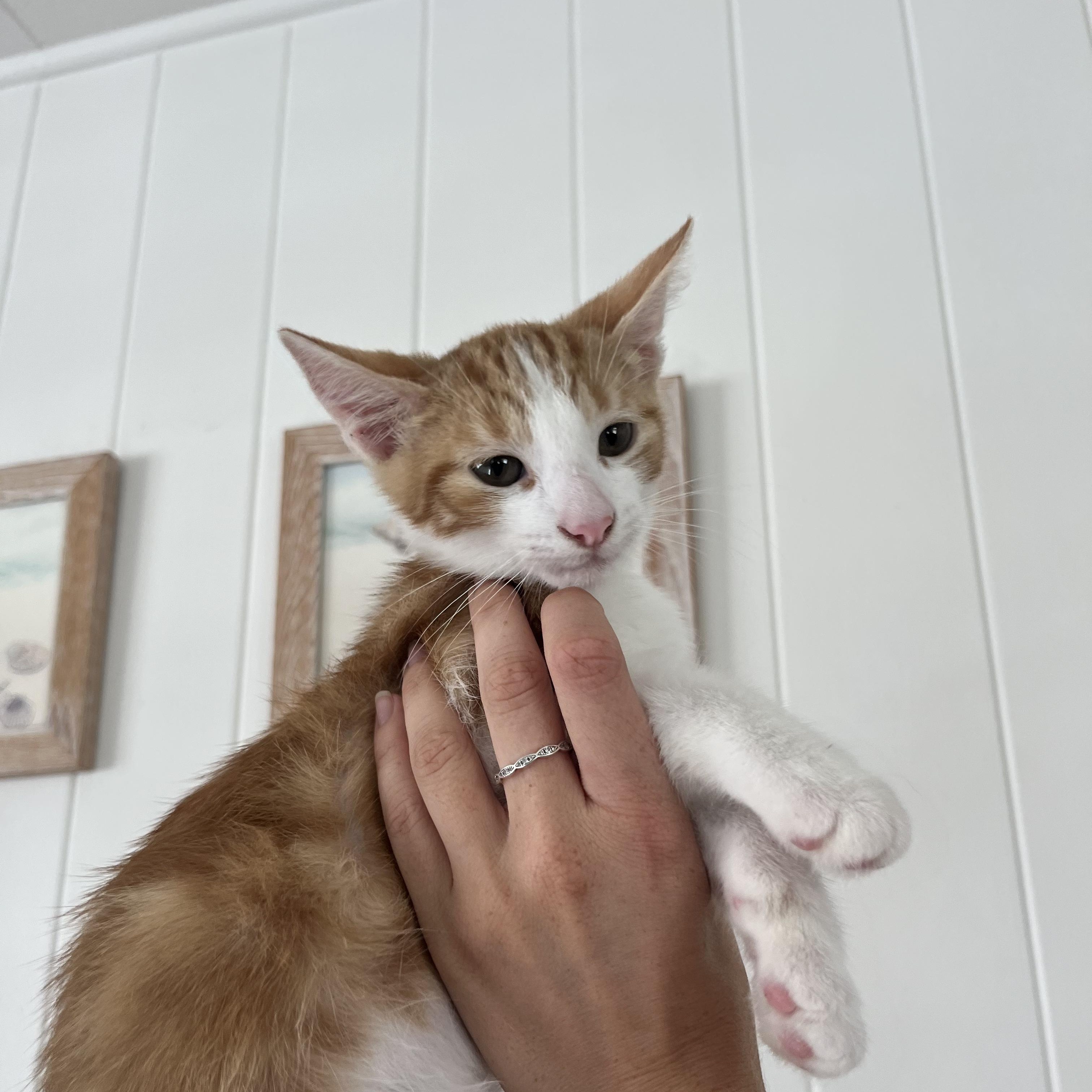 Enlarge Milo, a Adopted Domestic Medium Hair in Ewa Beach, HI image 2/5