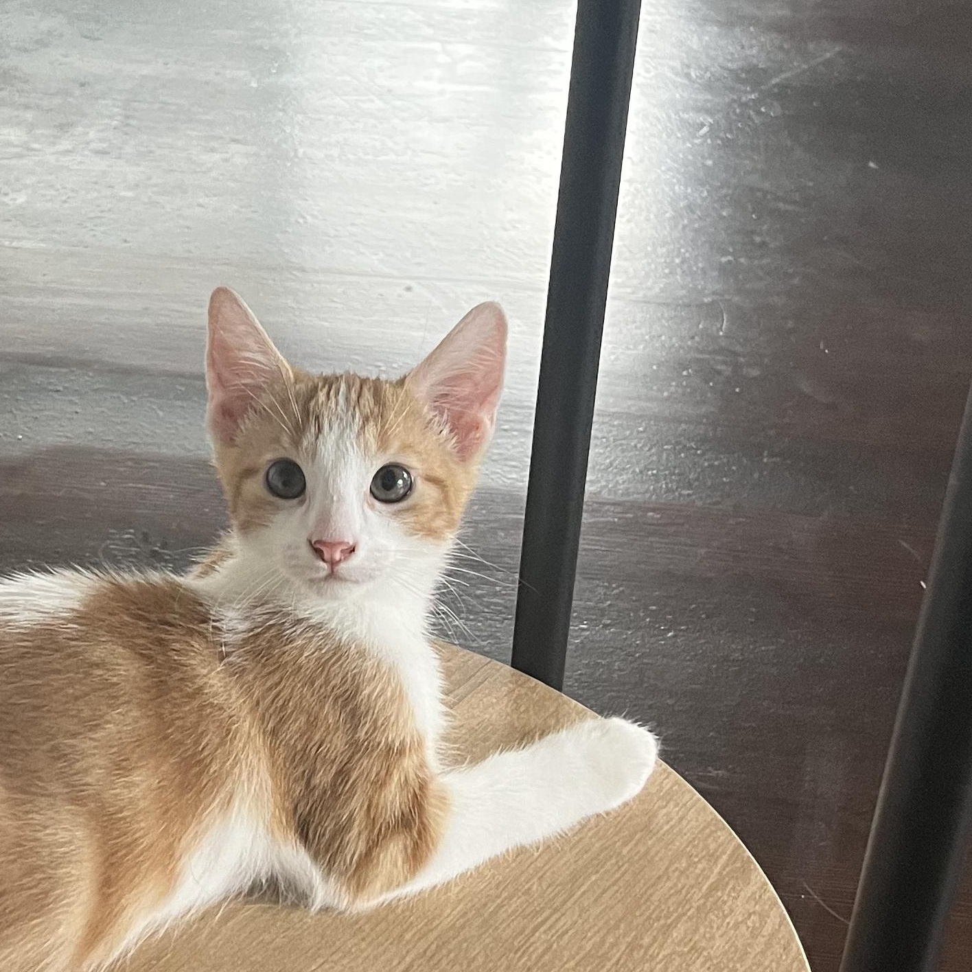 Enlarge Milo, a Adopted Domestic Medium Hair in Ewa Beach, HI image 3/5