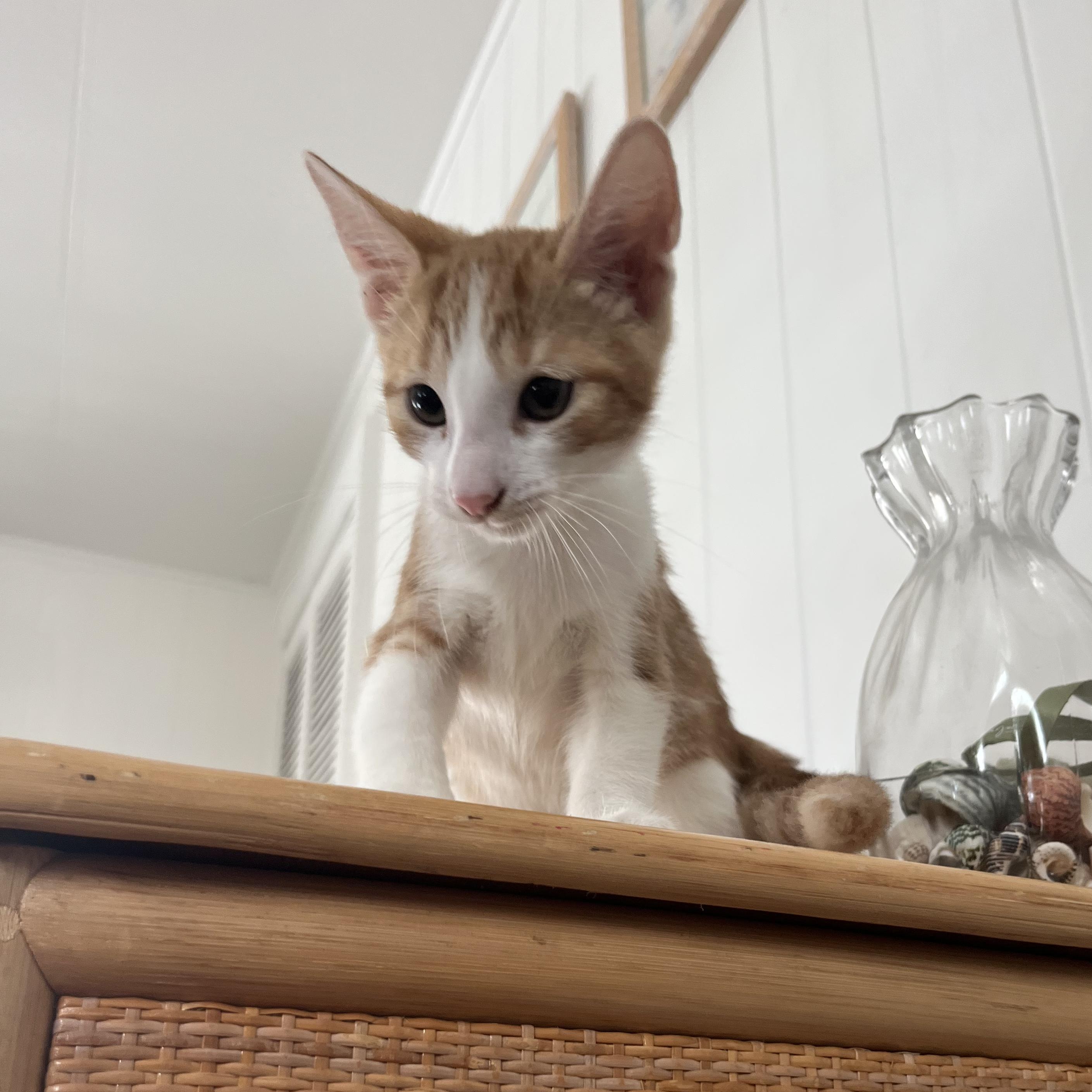 Enlarge Milo, a Adopted Domestic Medium Hair in Ewa Beach, HI image 5/5