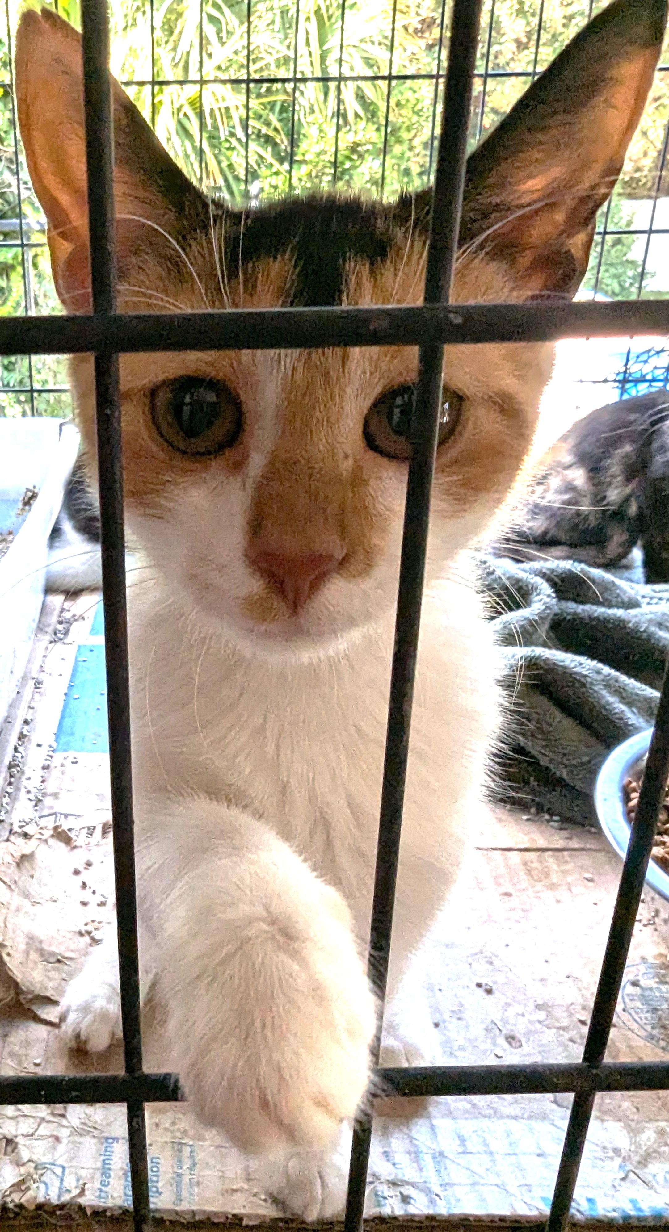 Whiskerina, Adoptable, Kitten Female Calico.