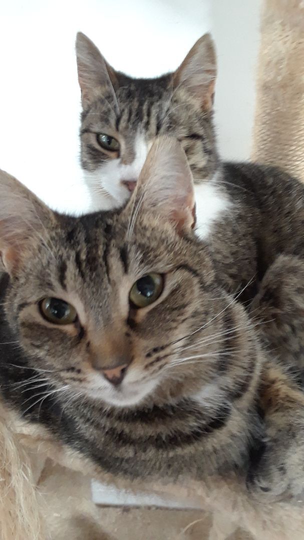 Enlarge Noble, a Adoptable Domestic Short Hair in Millerton, PA image 10/13