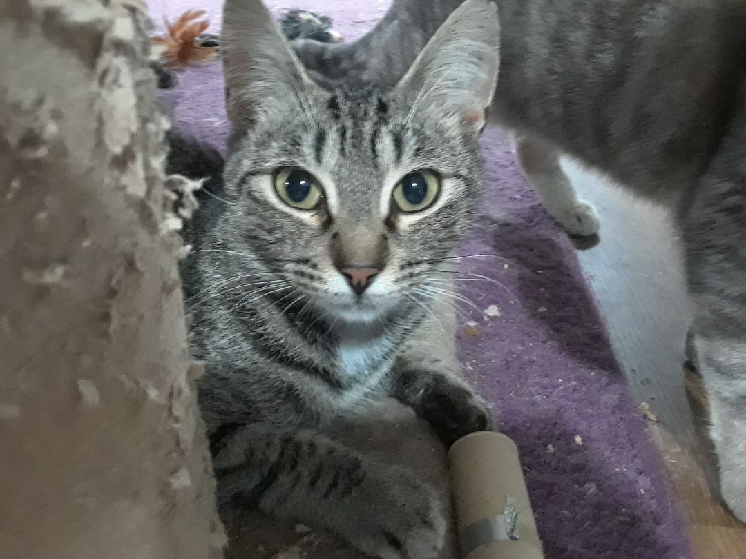 Enlarge Noble, a Adoptable Domestic Short Hair in Millerton, PA image 11/13