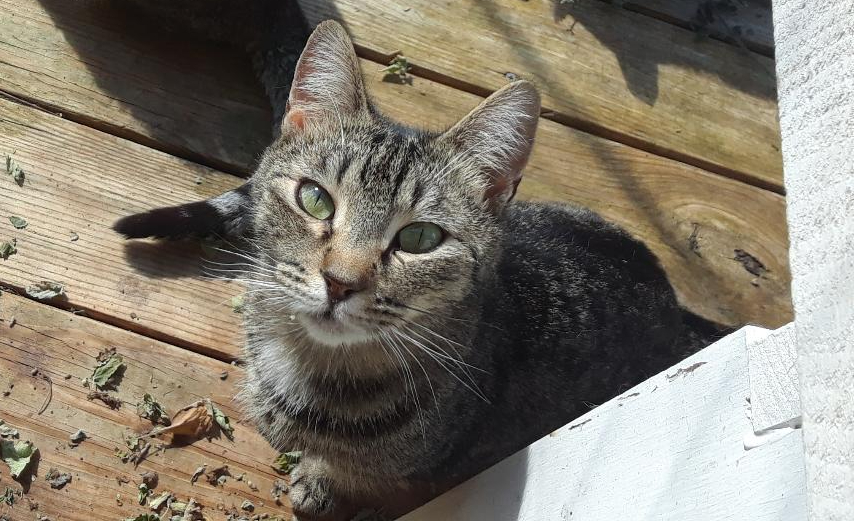 Enlarge Noble, a Adoptable Domestic Short Hair in Millerton, PA image 9/13