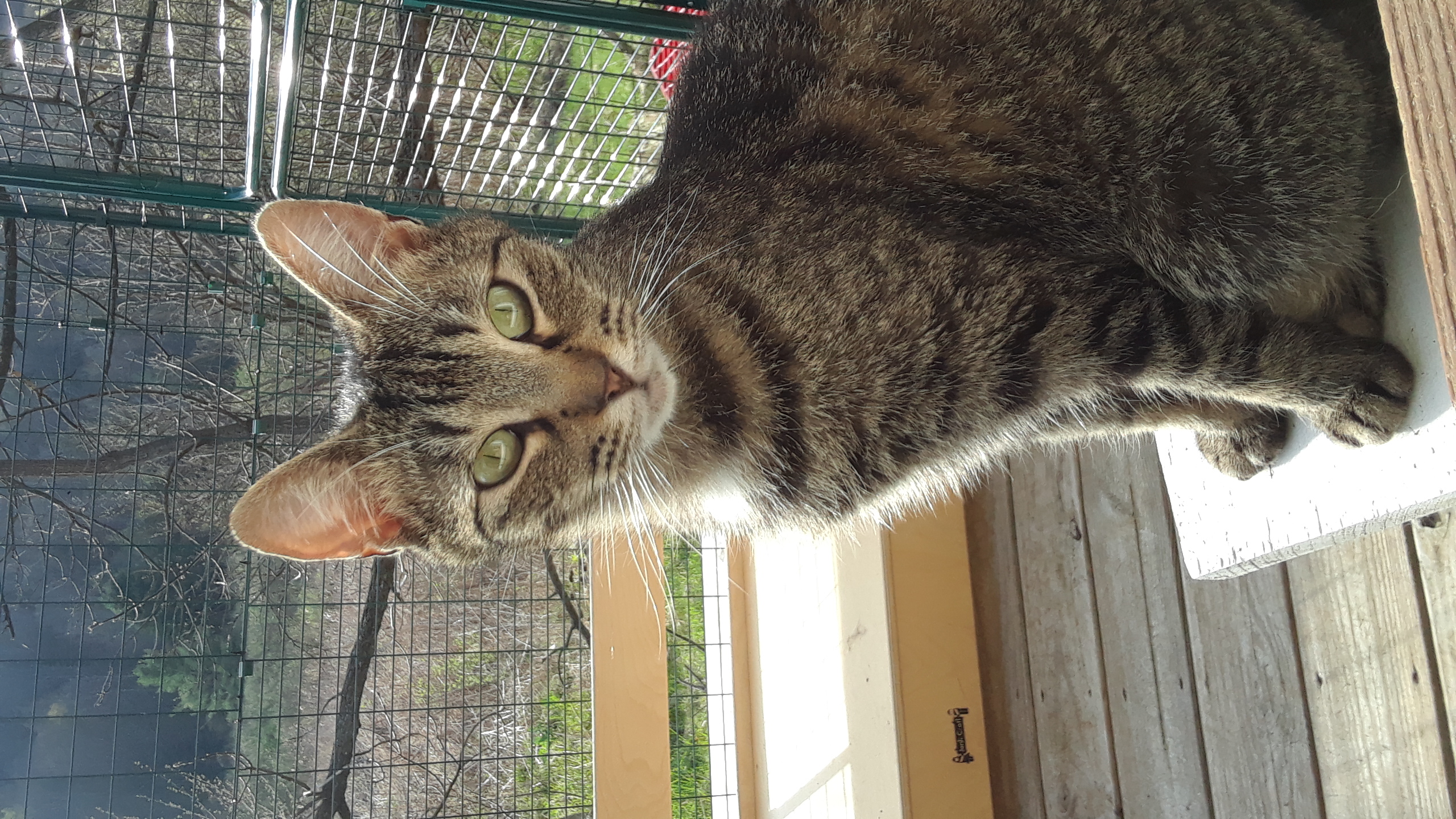 Noble, a Adoptable Domestic Short Hair in Millerton, PA image 1/13