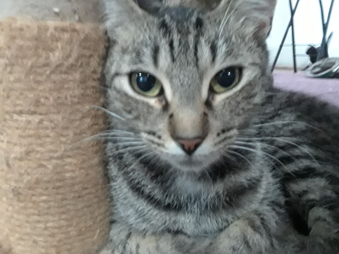 Enlarge Noble, a Adoptable Domestic Short Hair in Millerton, PA image 12/13