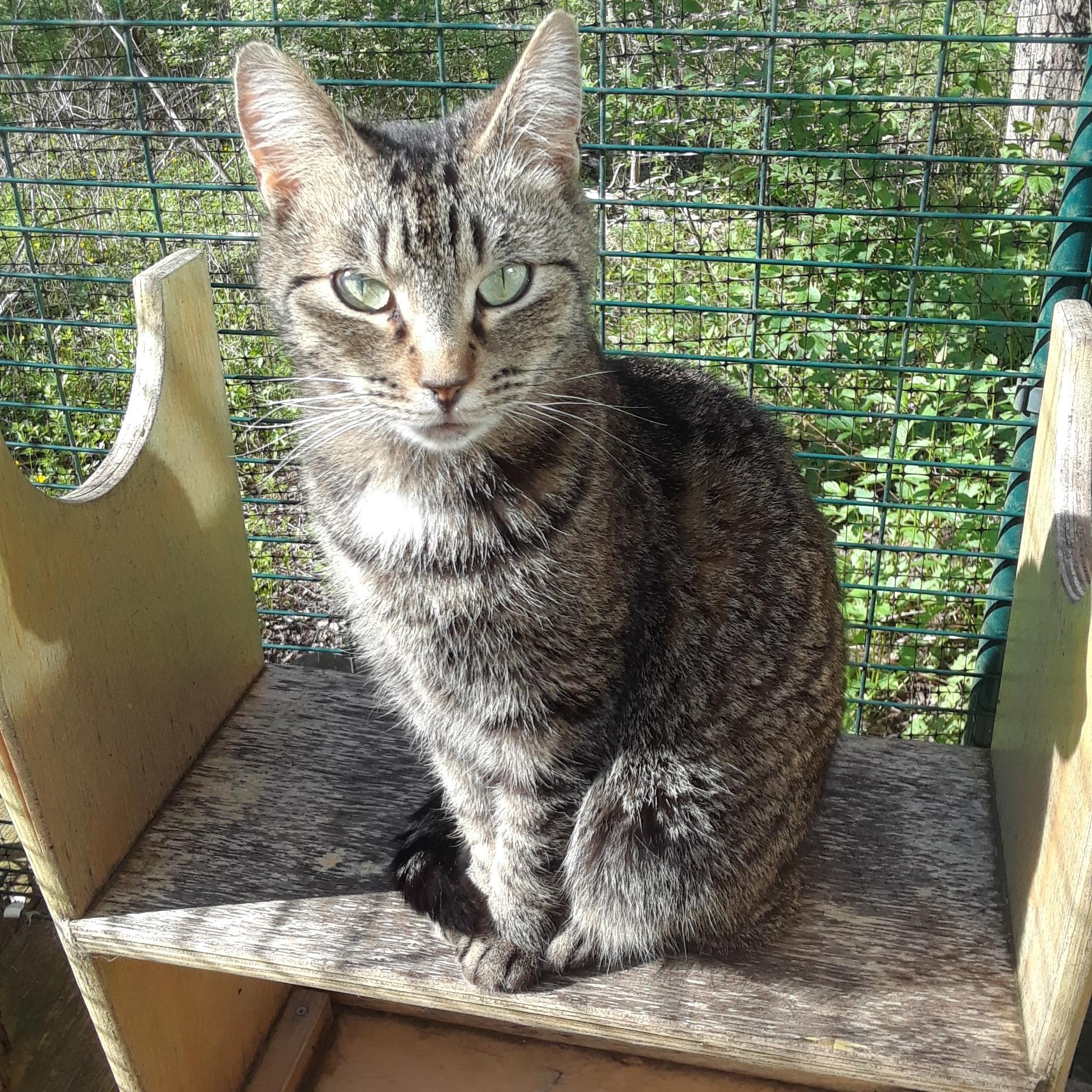 Noble, a Adoptable Domestic Short Hair in Millerton, PA image 3/6