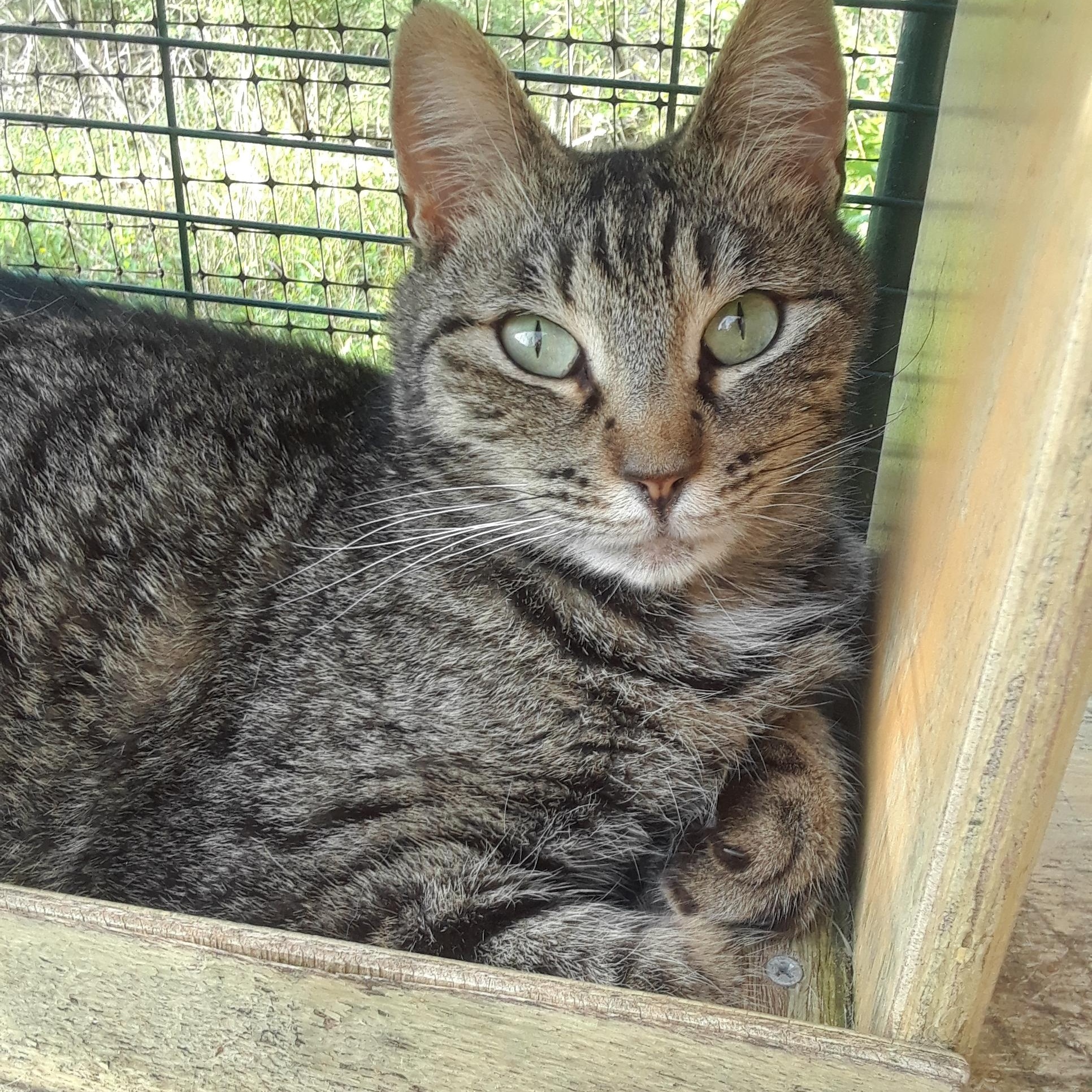 Noble, a Adoptable Domestic Short Hair in Millerton, PA image 2/6