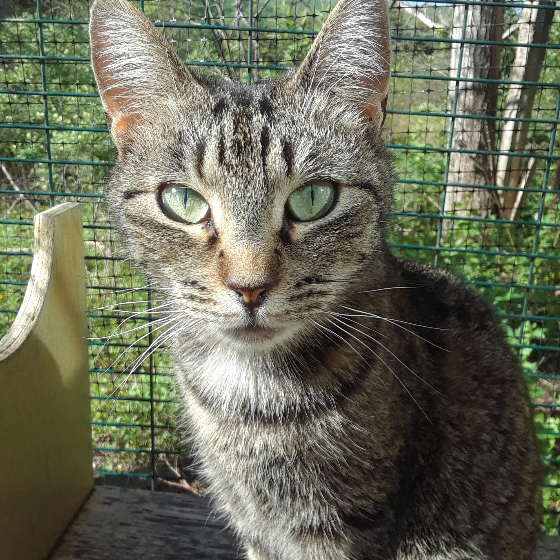 Noble, Adoptable, Adult Male Domestic Short Hair.