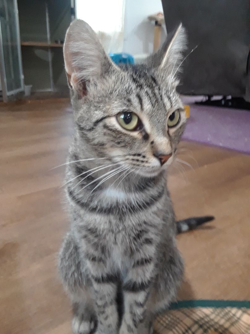 Enlarge Noble, a Adoptable Domestic Short Hair in Millerton, PA image 13/13