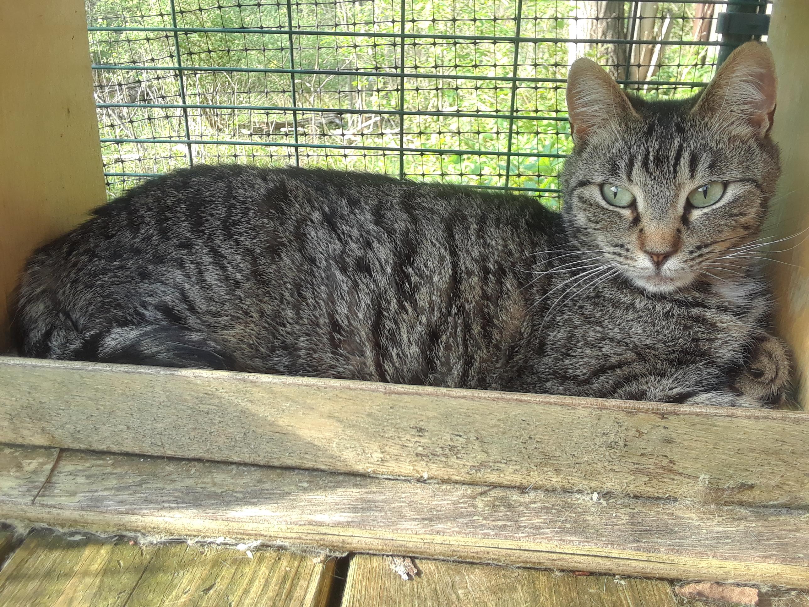 Noble, a Adoptable Domestic Short Hair in Millerton, PA image 4/6