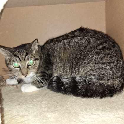 Enlarge Kirby, a Adoptable Domestic Short Hair in Bath, NY image 1/1