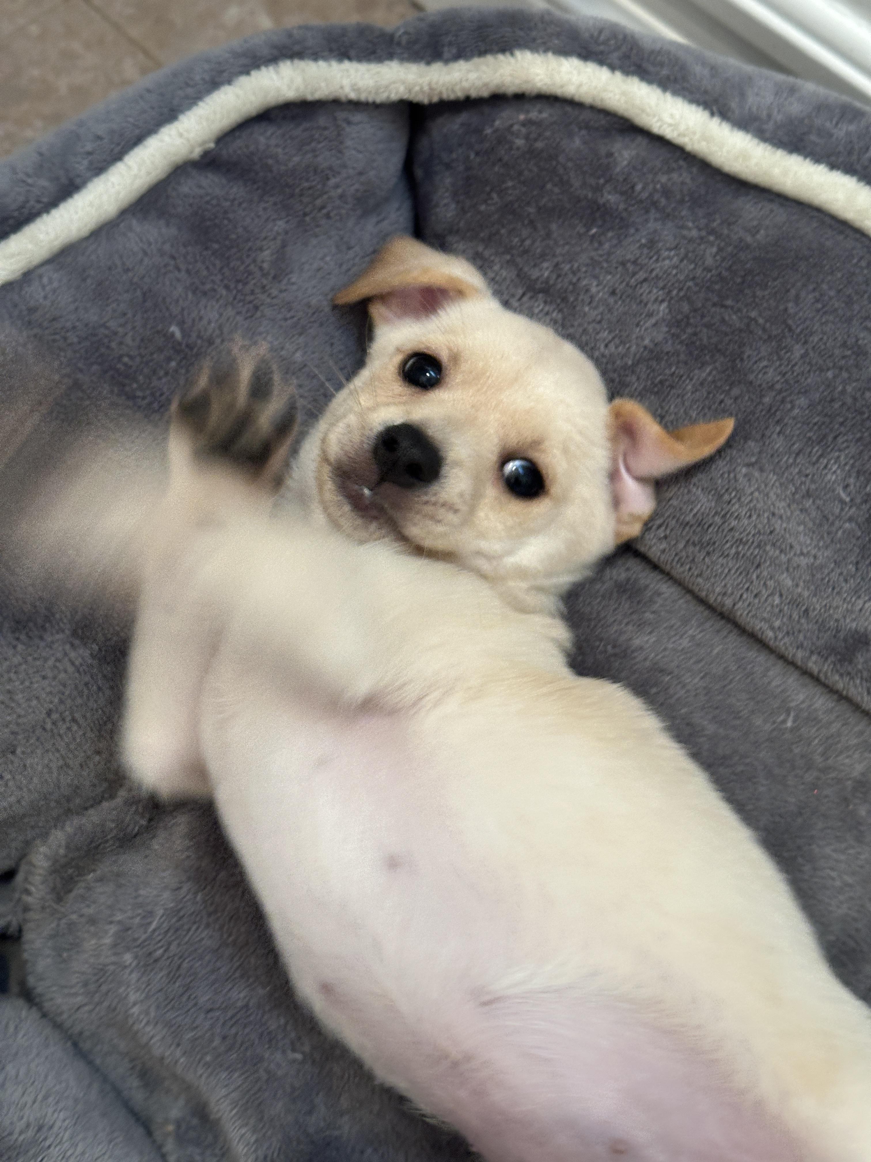 Enlarge pickles, a ADOPTABLE mixed breed in Murrieta, CA image 3/5