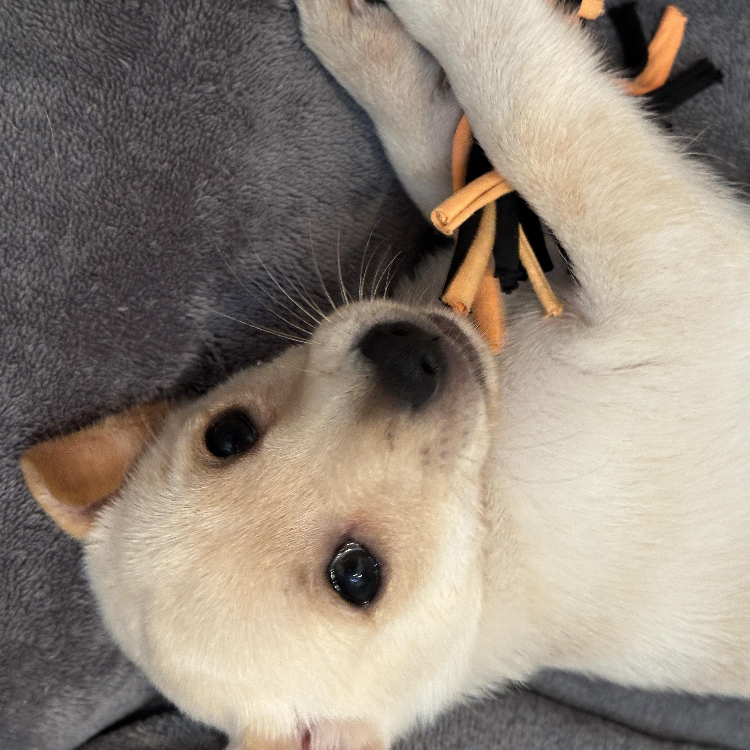 Enlarge pickles, a ADOPTABLE mixed breed in Murrieta, CA image 2/5