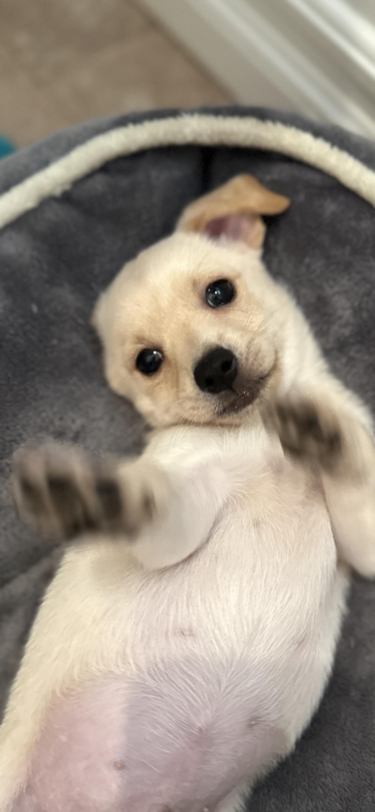 pickles, ADOPTABLE, Puppy Male Terrier & Chiweenie.