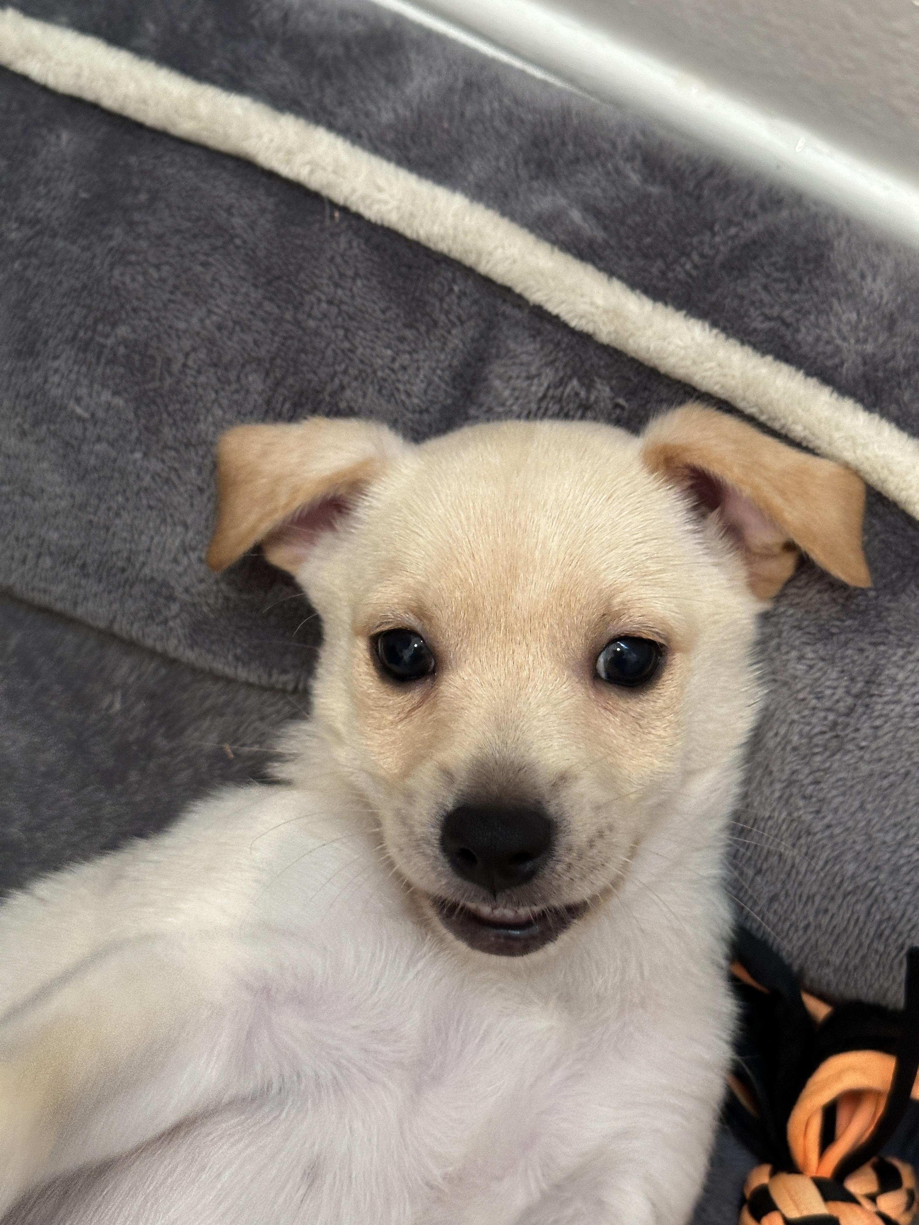 Enlarge pickles, a ADOPTABLE mixed breed in Murrieta, CA image 4/5