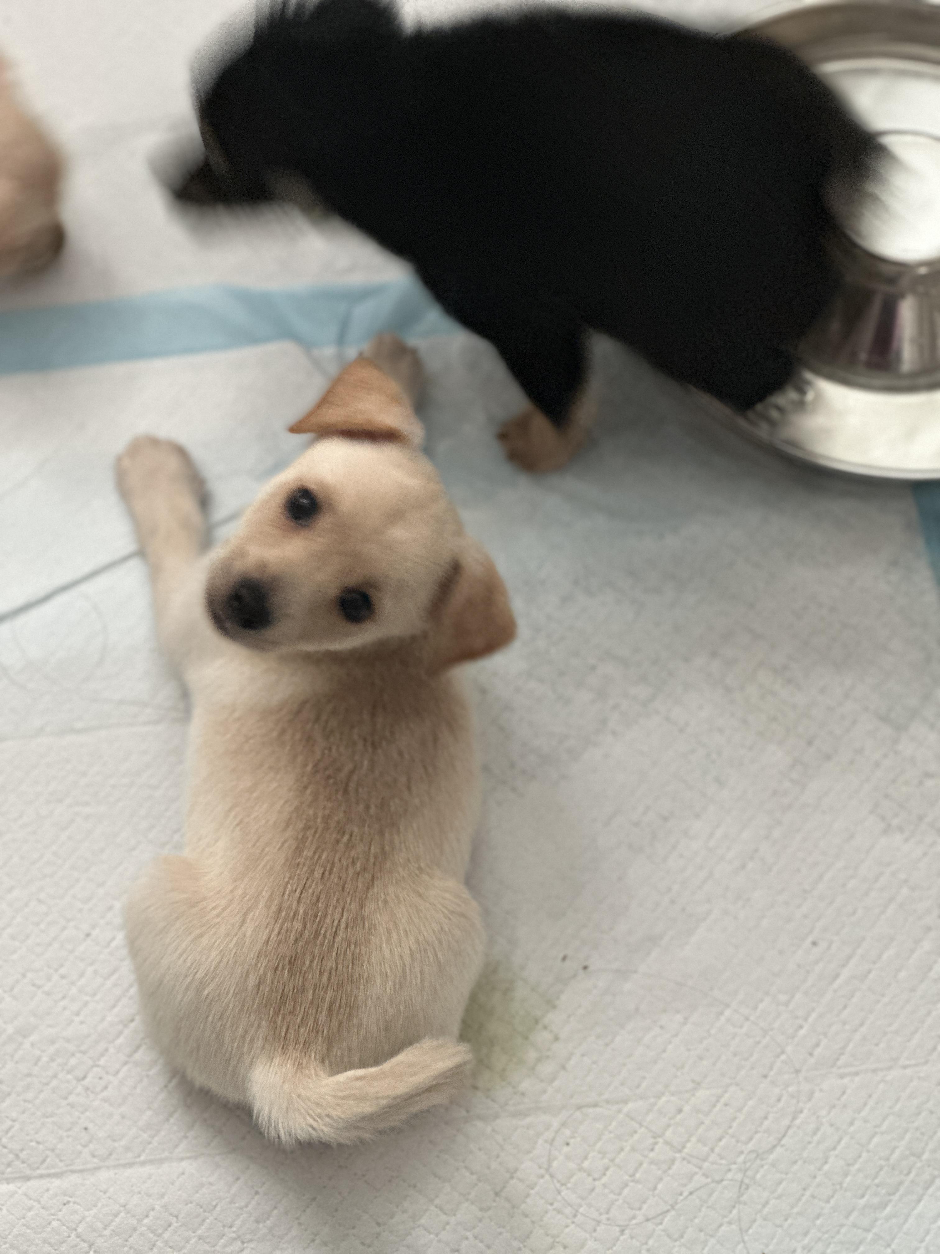 Enlarge pickles, a ADOPTABLE mixed breed in Murrieta, CA image 5/5