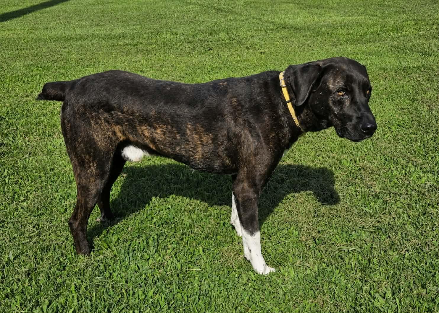 Boon, a ADOPTABLE mixed breed in Petersburg, IN image 1/3