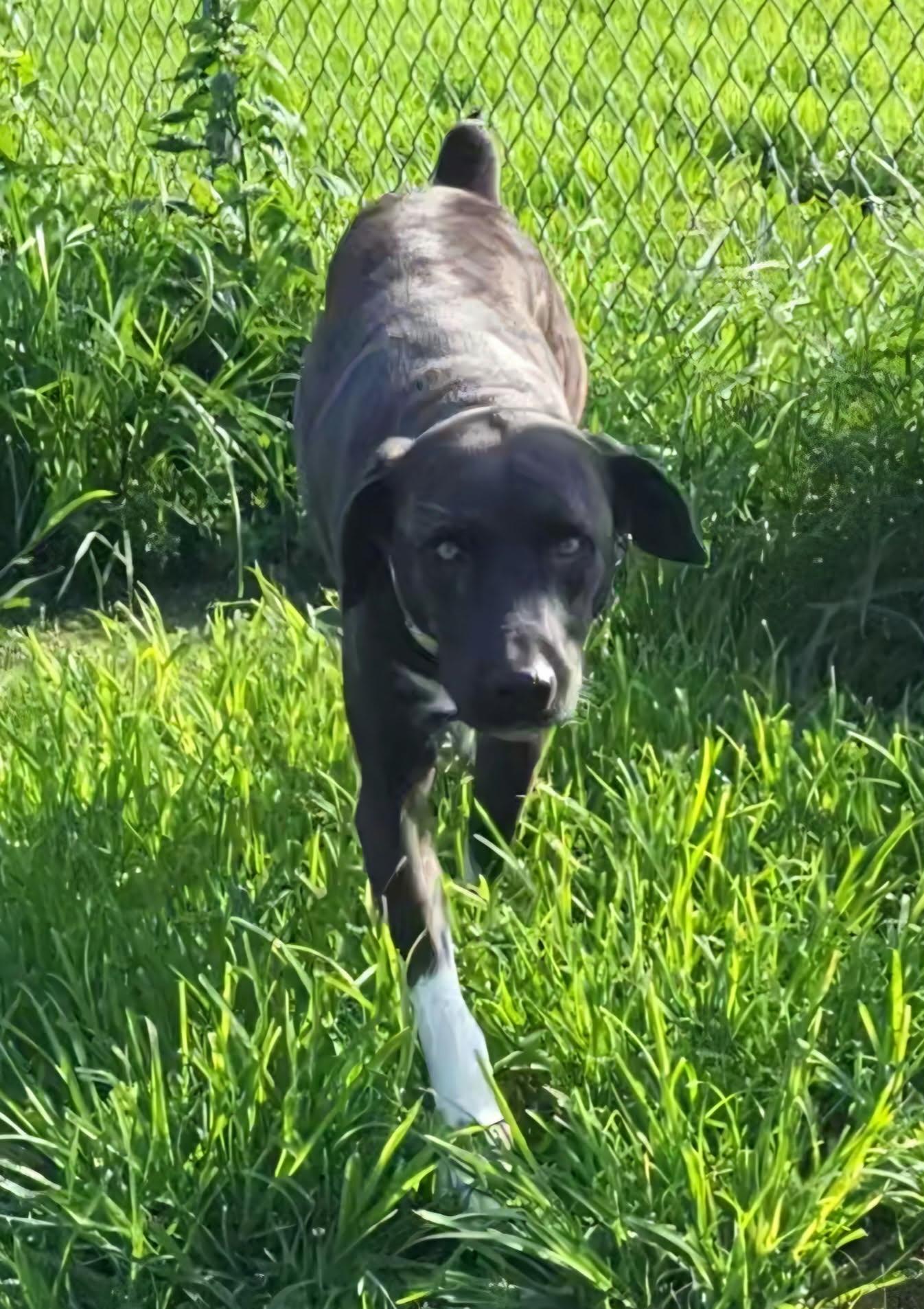 Boon, a ADOPTABLE mixed breed in Petersburg, IN image 2/3