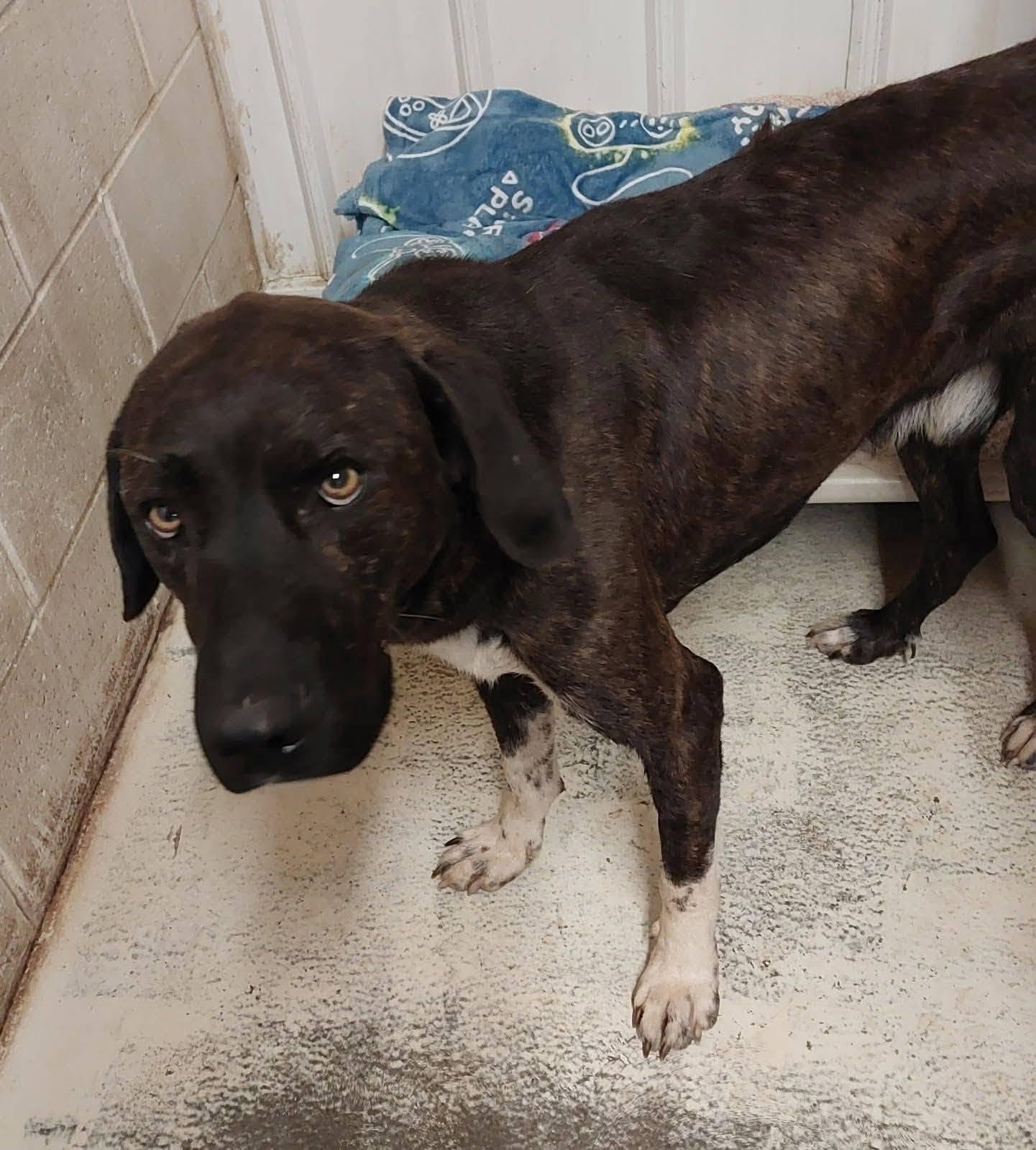 Boon, a ADOPTABLE mixed breed in Petersburg, IN image 3/3