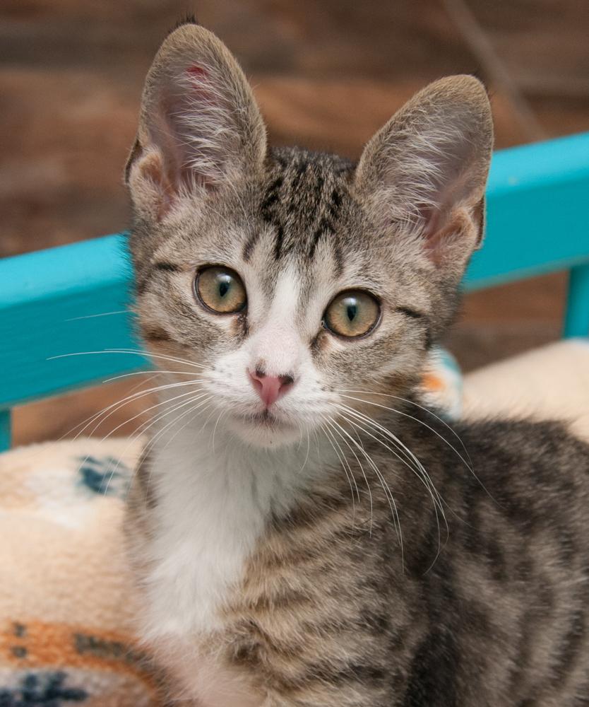 Freyja (gets adopted with Cruncher)