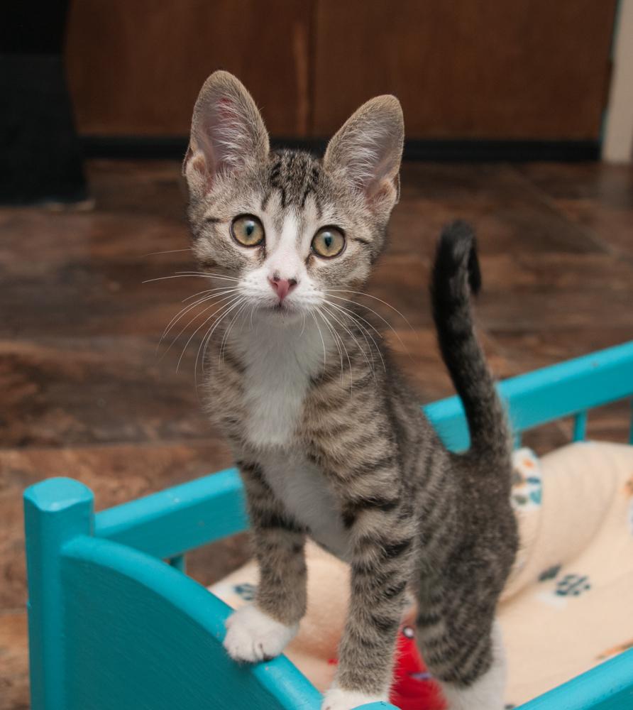 Freyja (gets adopted with Cruncher)