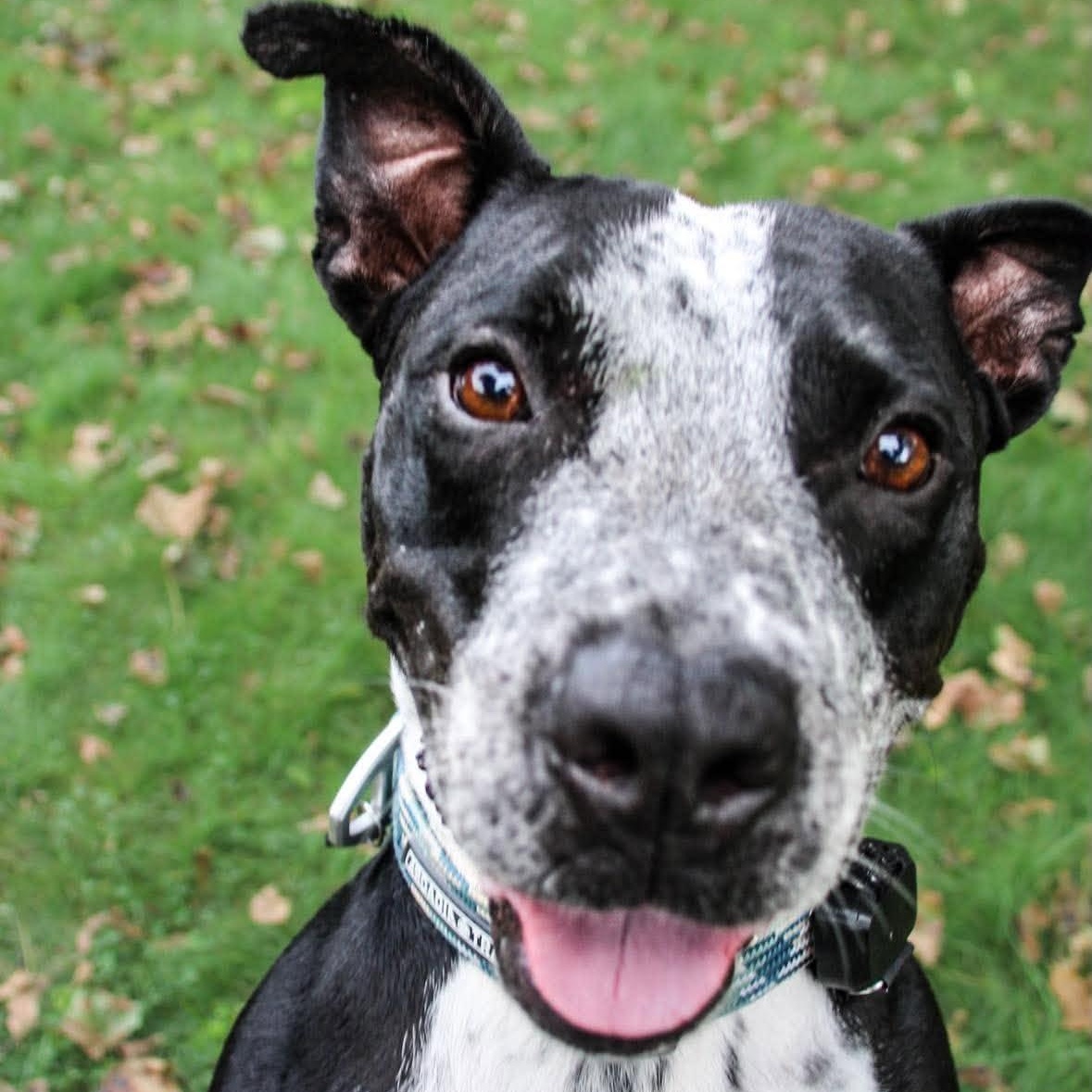 Dunkin, Adoptable, Adult Male Black Labrador Retriever & German Shorthaired Pointer.