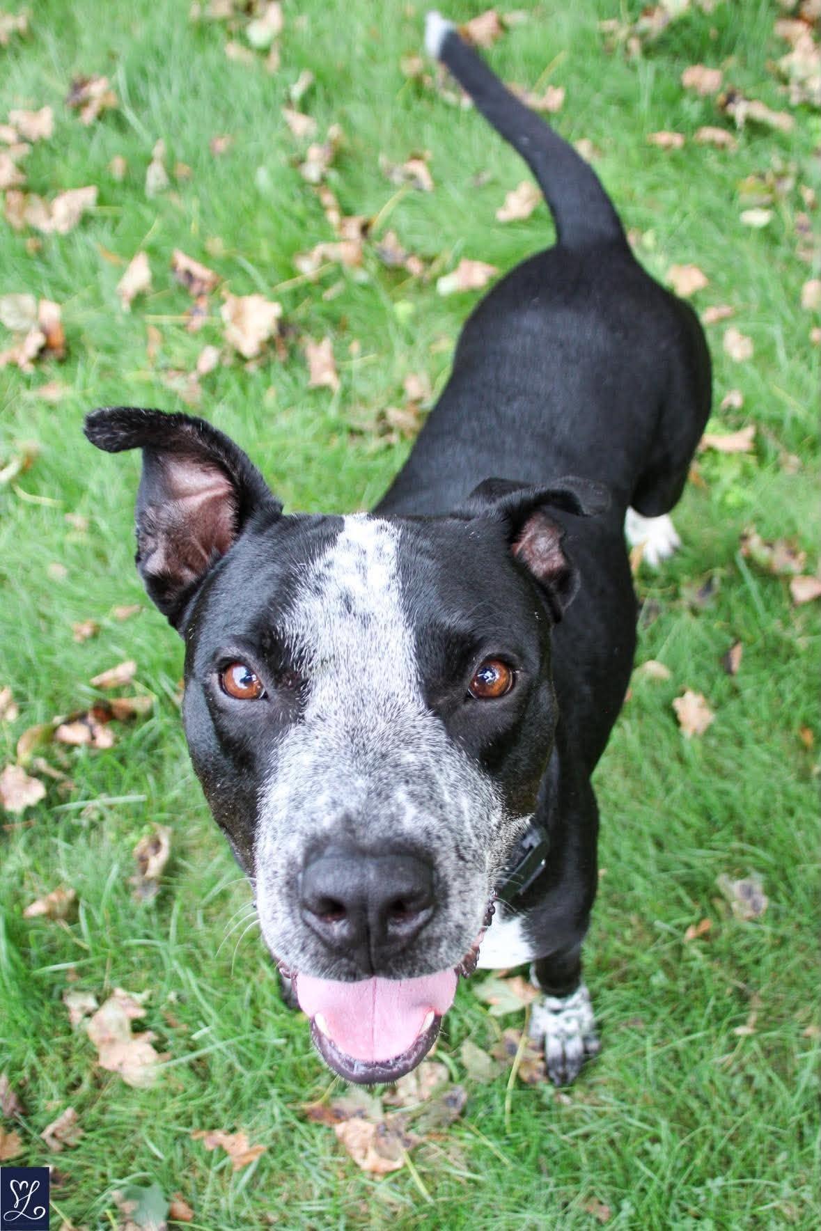 Enlarge Dunkin, a Adoptable mixed breed in Rochester, NY image 3/6