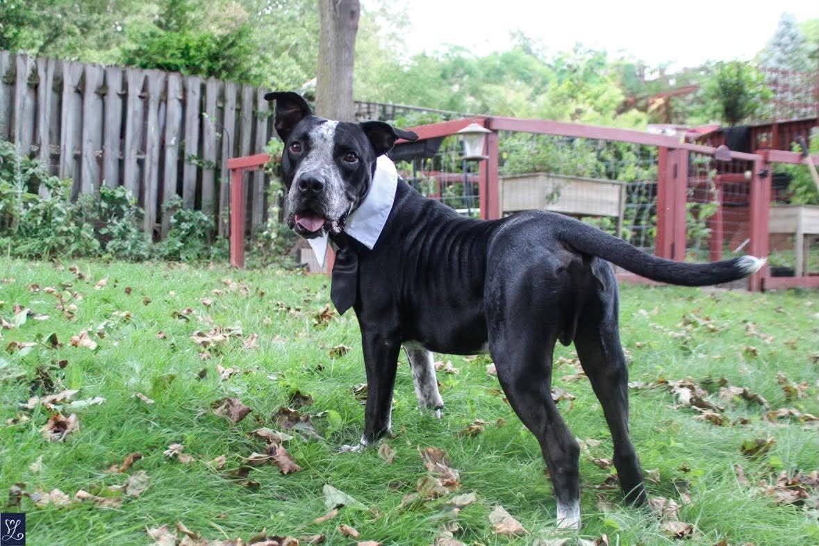 Enlarge Dunkin, a Adoptable mixed breed in Rochester, NY image 4/6