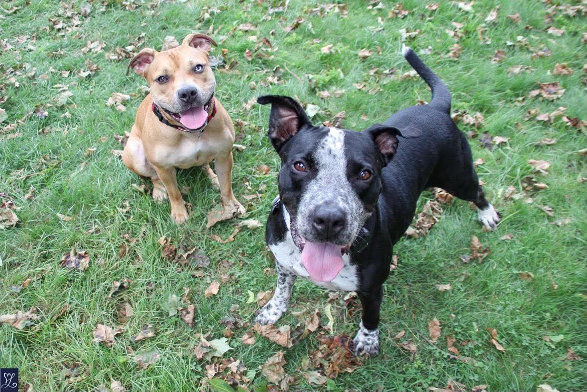 Enlarge Dunkin, a Adoptable mixed breed in Rochester, NY image 6/6
