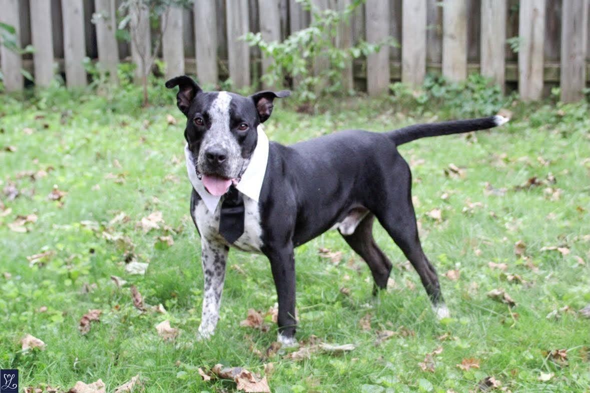 Enlarge Dunkin, a Adoptable mixed breed in Rochester, NY image 5/6