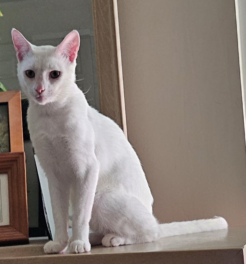 Doby - Delightful Male Oriental Short Hair, Adoptable, Young Male Oriental Short Hair.