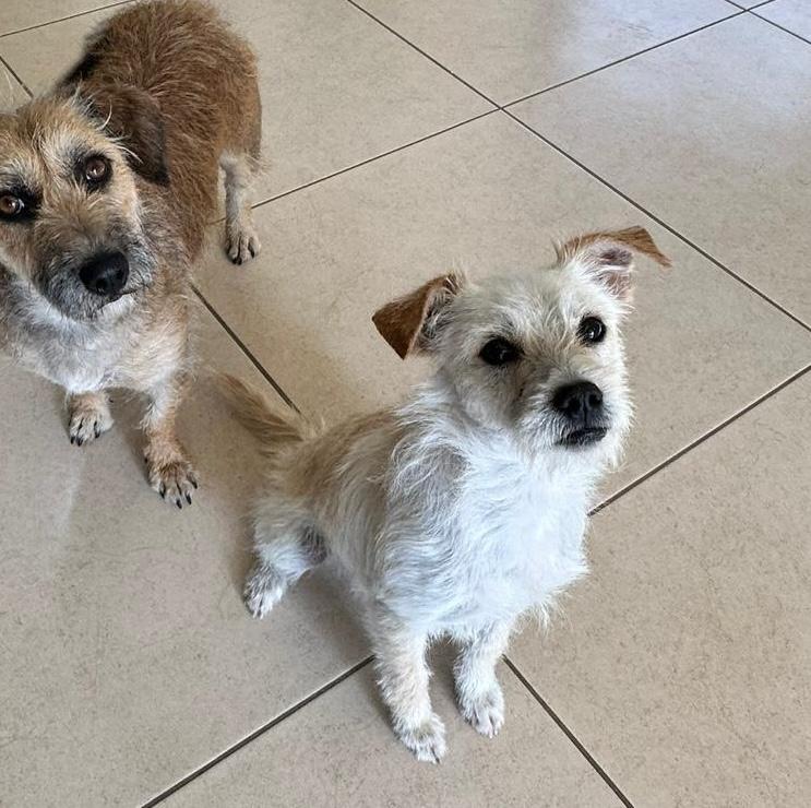 Enlarge Drako, a ADOPTABLE mixed breed in Sherwood, OR image 4/5