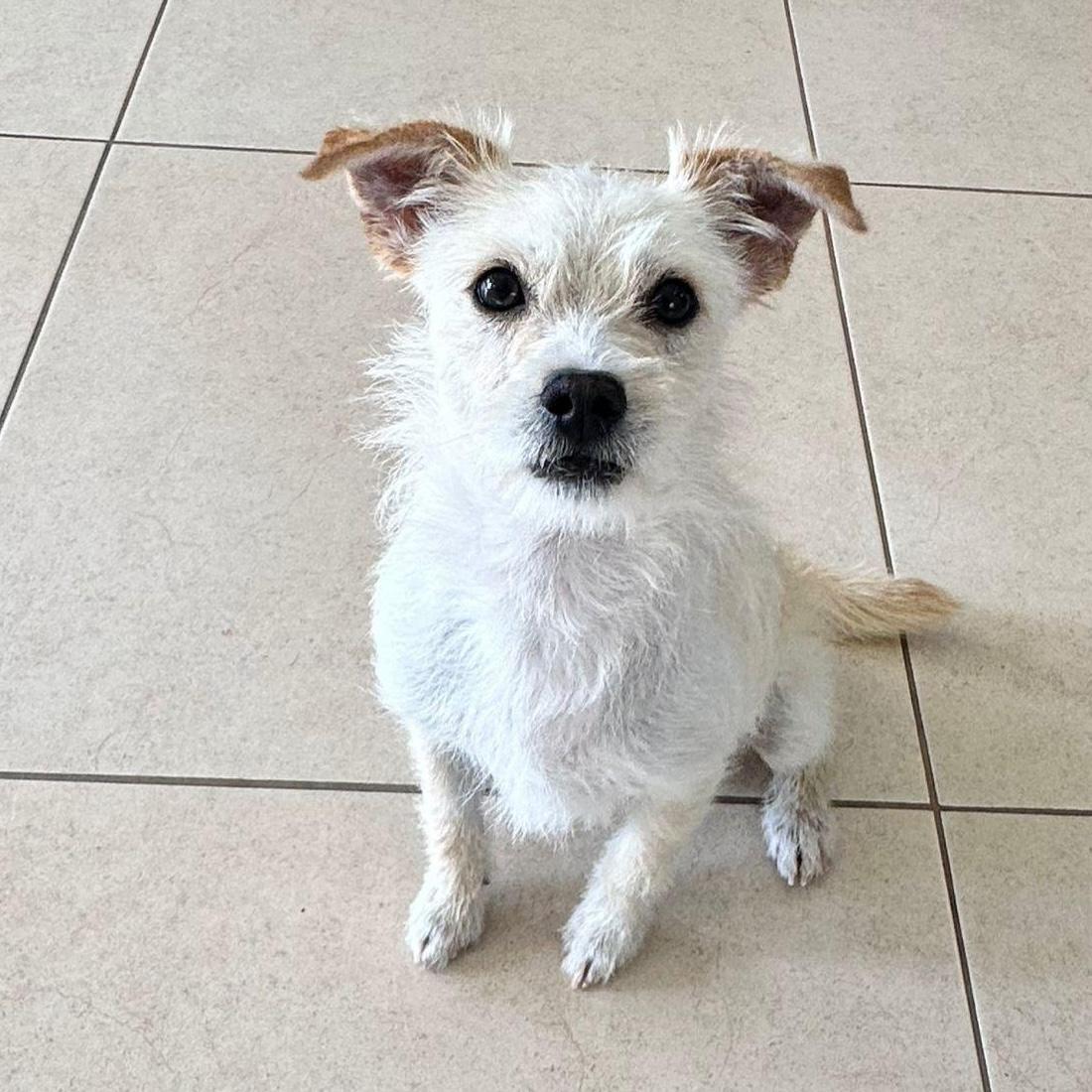 Enlarge Drako, a ADOPTABLE mixed breed in Sherwood, OR image 1/5