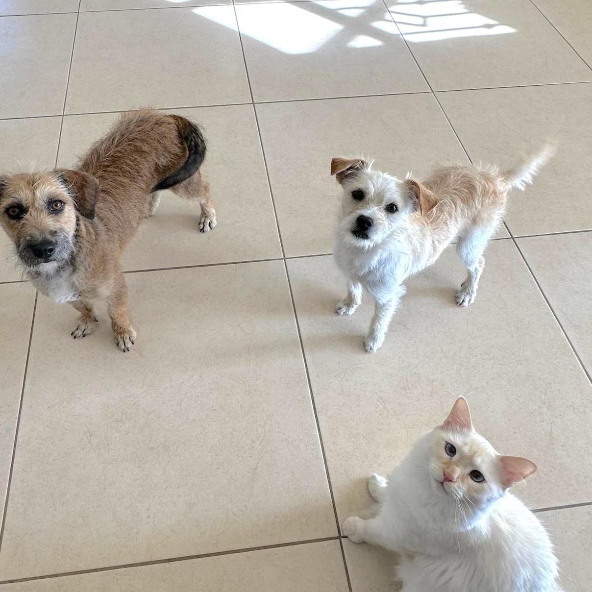 Enlarge Drako, a ADOPTABLE mixed breed in Sherwood, OR image 5/5