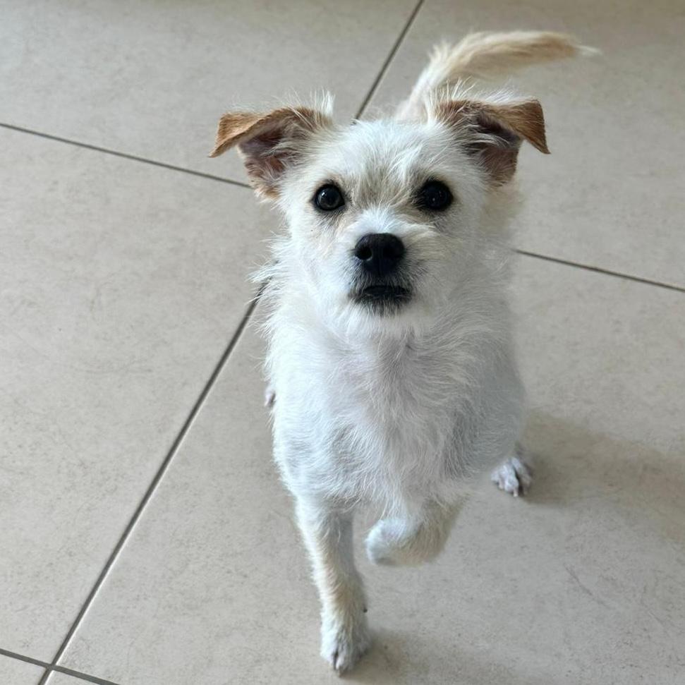 Enlarge Drako, a ADOPTABLE mixed breed in Sherwood, OR image 2/5