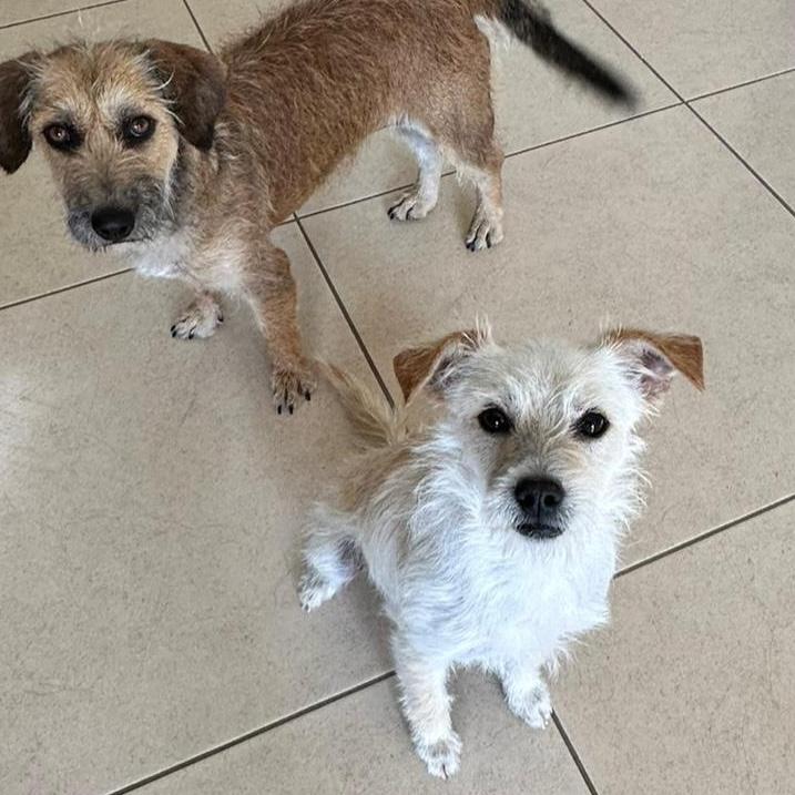 Enlarge Drako, a ADOPTABLE mixed breed in Sherwood, OR image 3/5