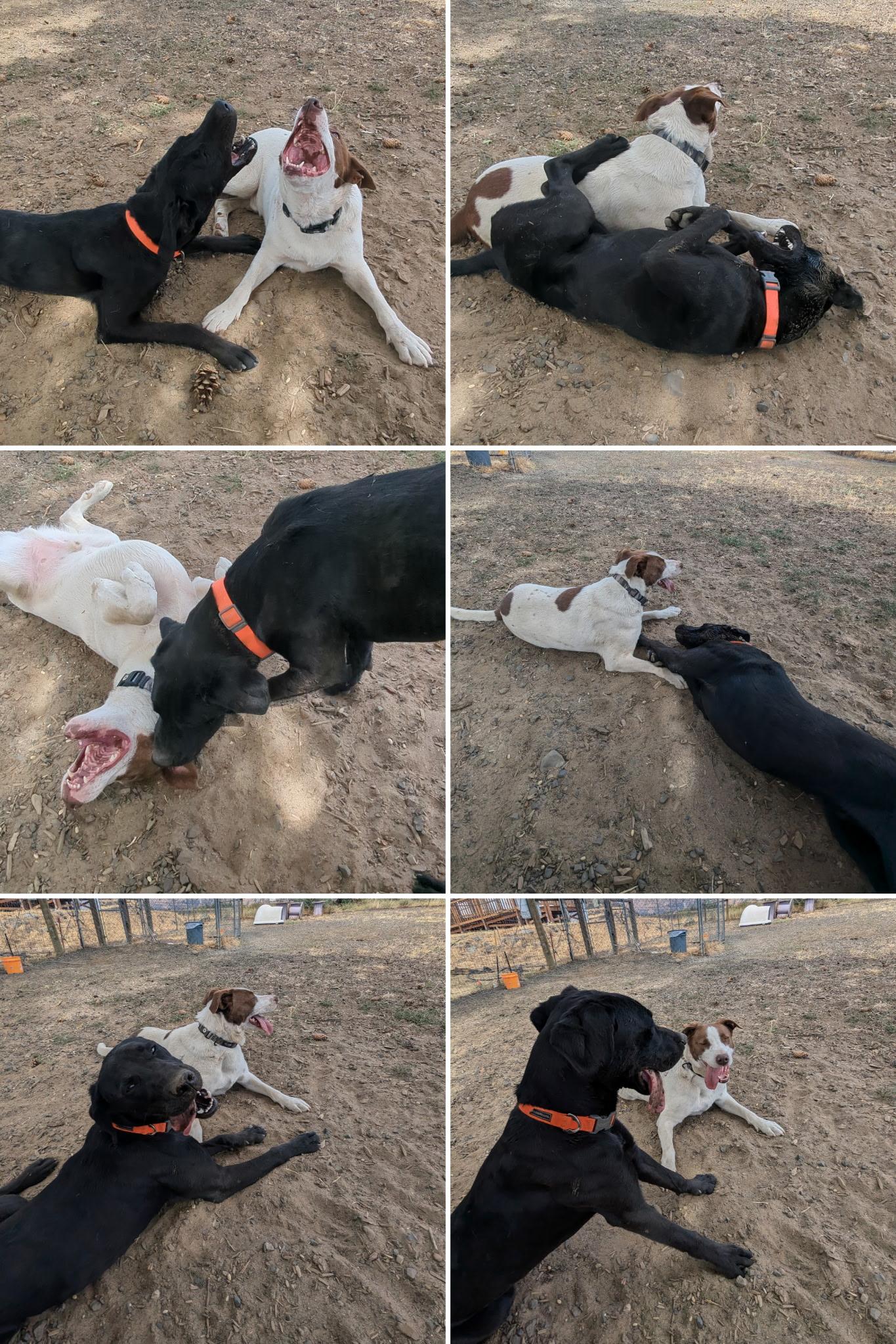 ANG, a Adoptable mixed breed in The Dalles, OR image 3/6