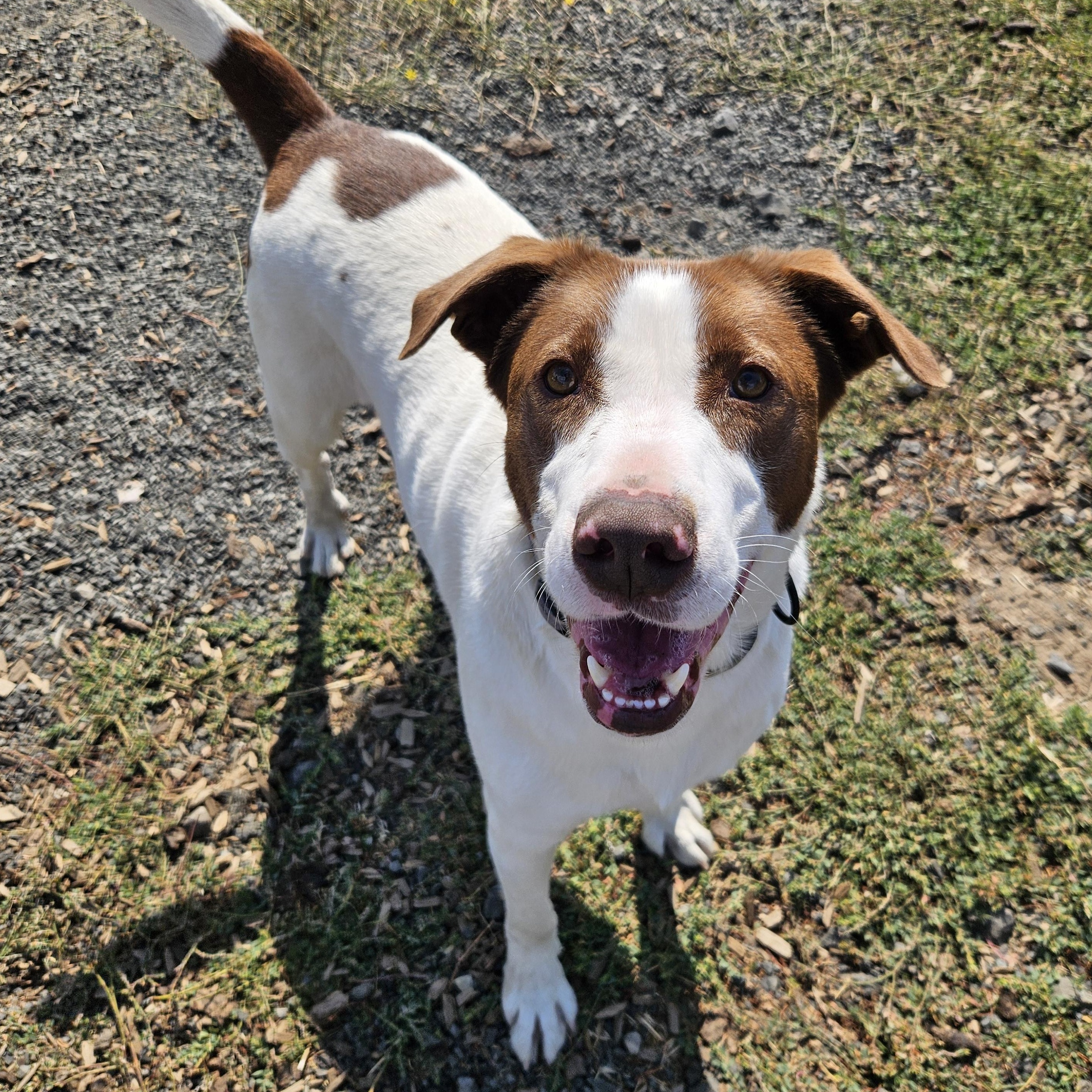 ANG, an adoptable Brittany Spaniel in The Dalles, OR, 97058 | Photo Image 2