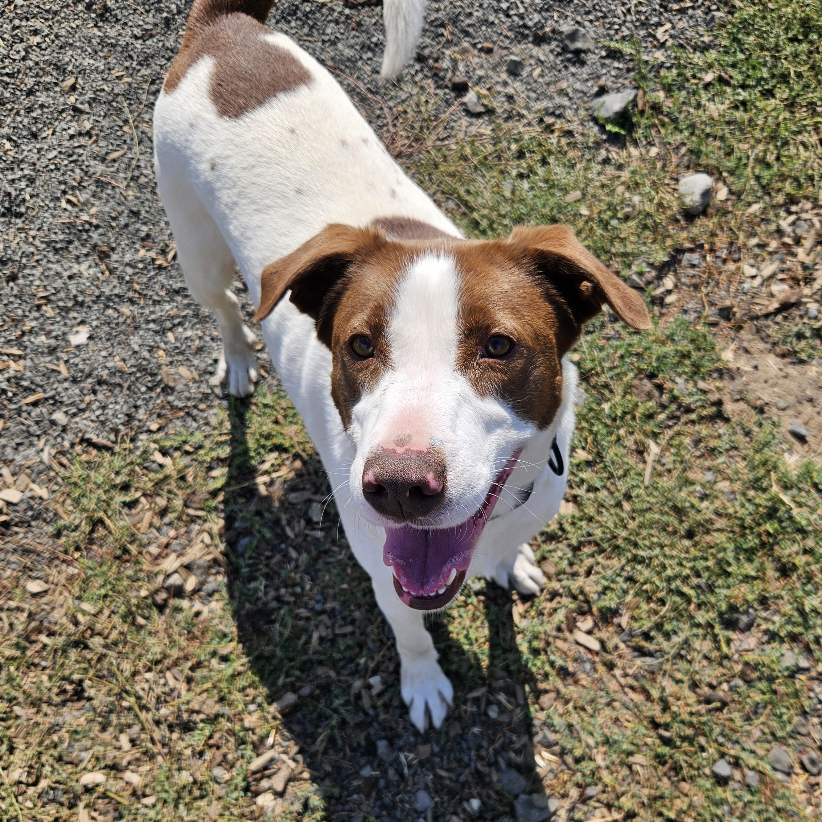 ANG, an adoptable Brittany Spaniel in The Dalles, OR, 97058 | Photo Image 4