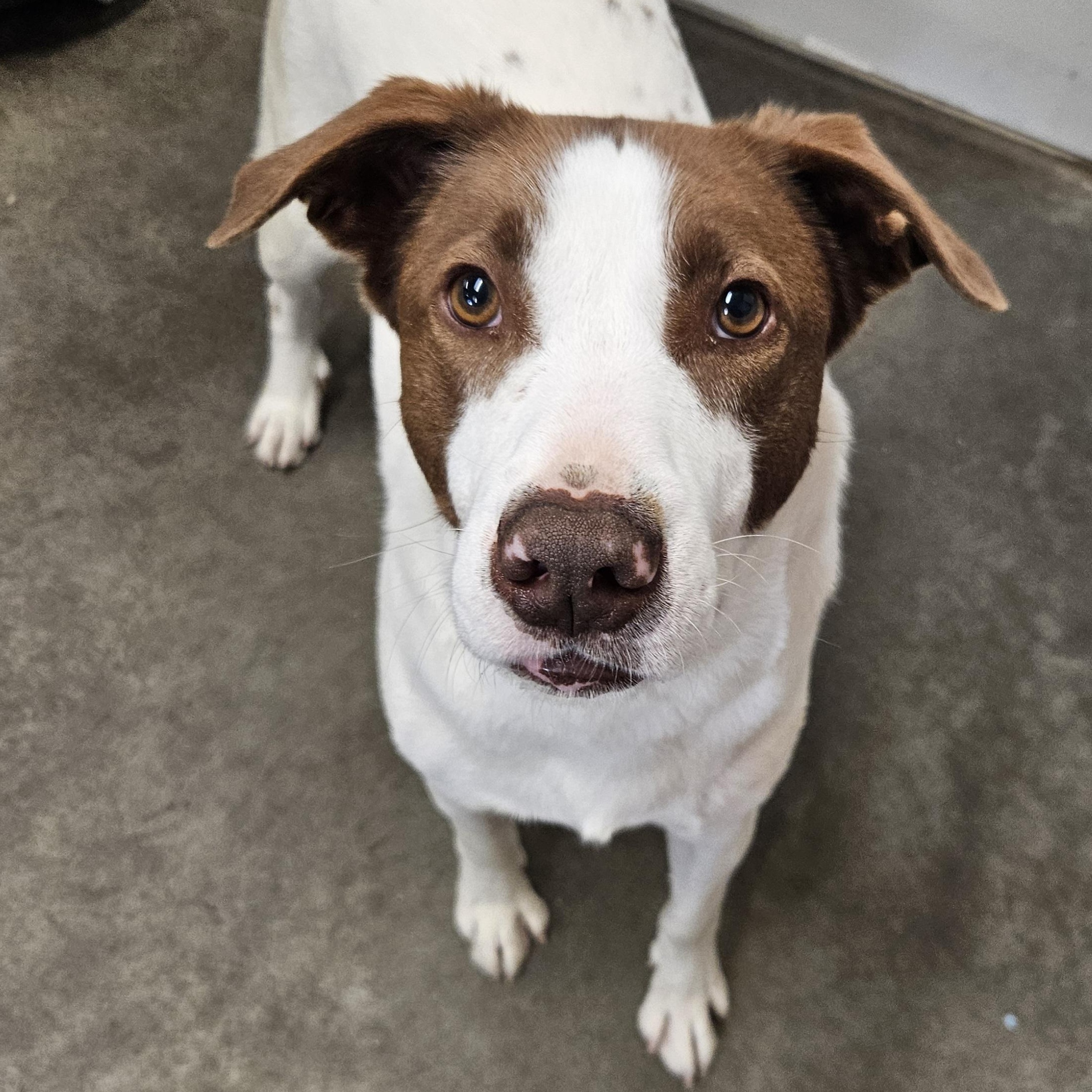 ANG, an adoptable Brittany Spaniel in The Dalles, OR, 97058 | Photo Image 1