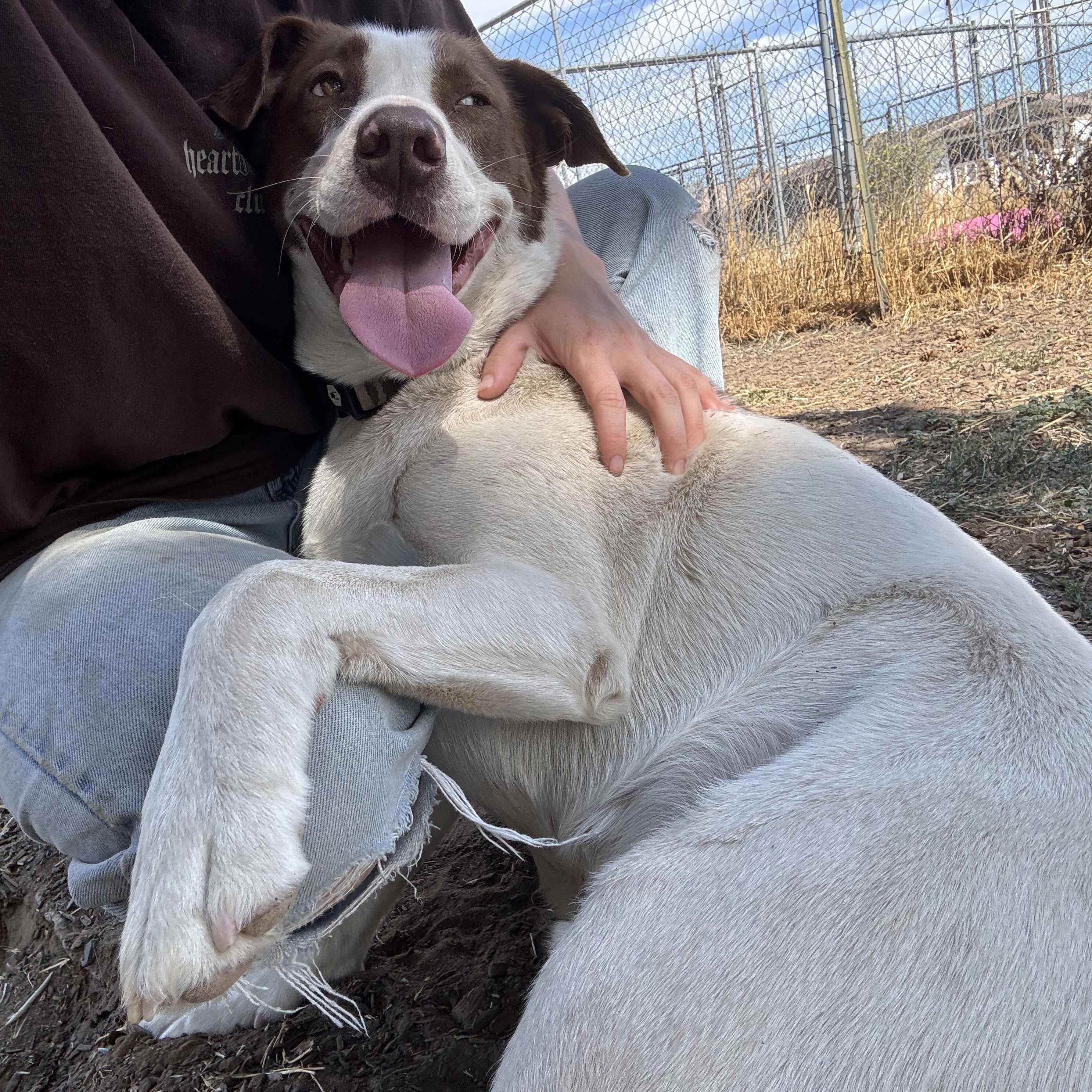 ANG, a Adoptable mixed breed in The Dalles, OR image 6/6