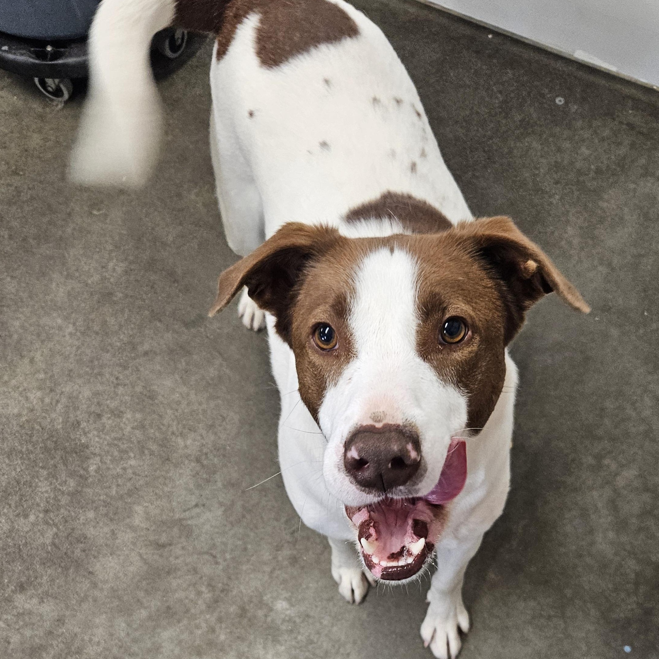 ANG, an adoptable Brittany Spaniel in The Dalles, OR, 97058 | Photo Image 5