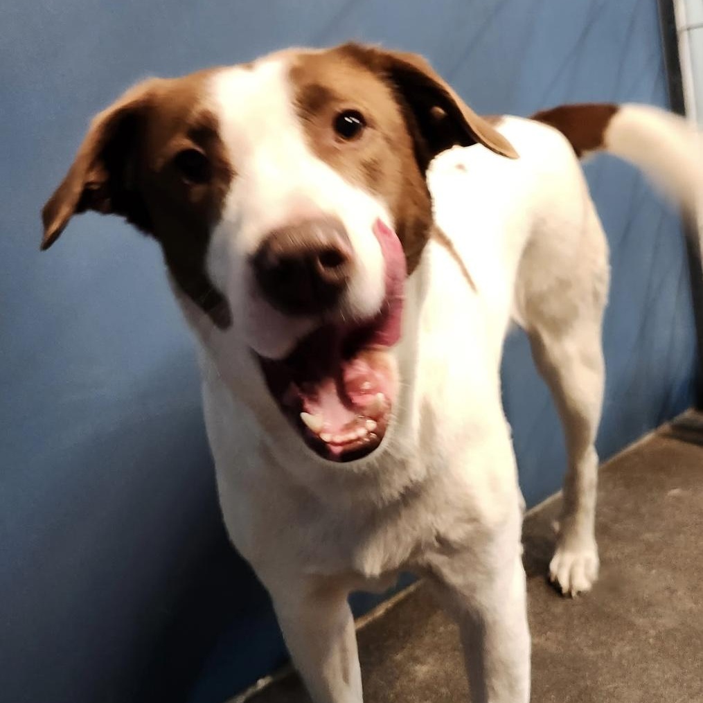 ANG, an adoptable Brittany Spaniel in The Dalles, OR, 97058 | Photo Image 3
