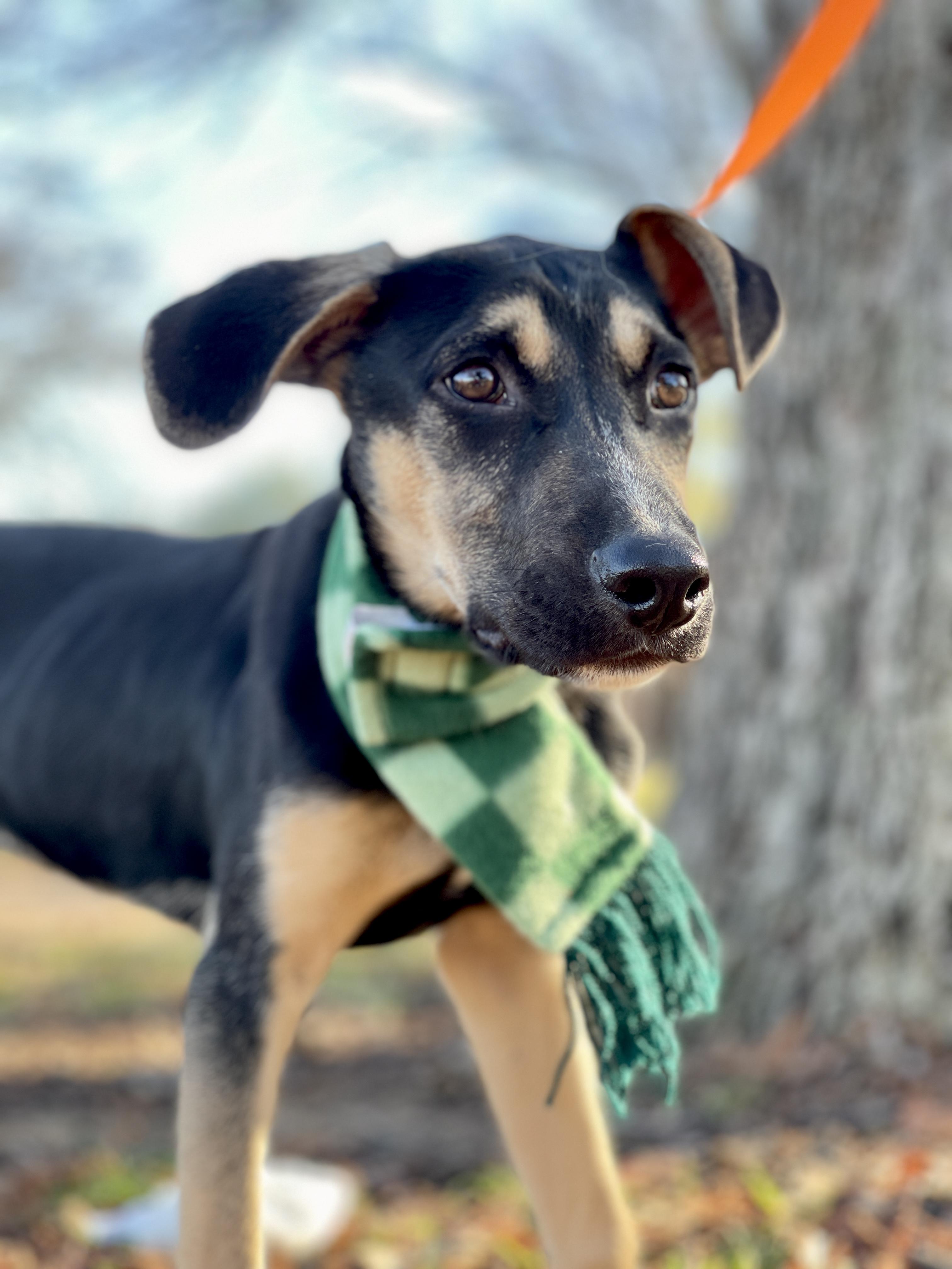 Owen Wilson, a Adoptable Shepherd in Keller, TX image 2/6