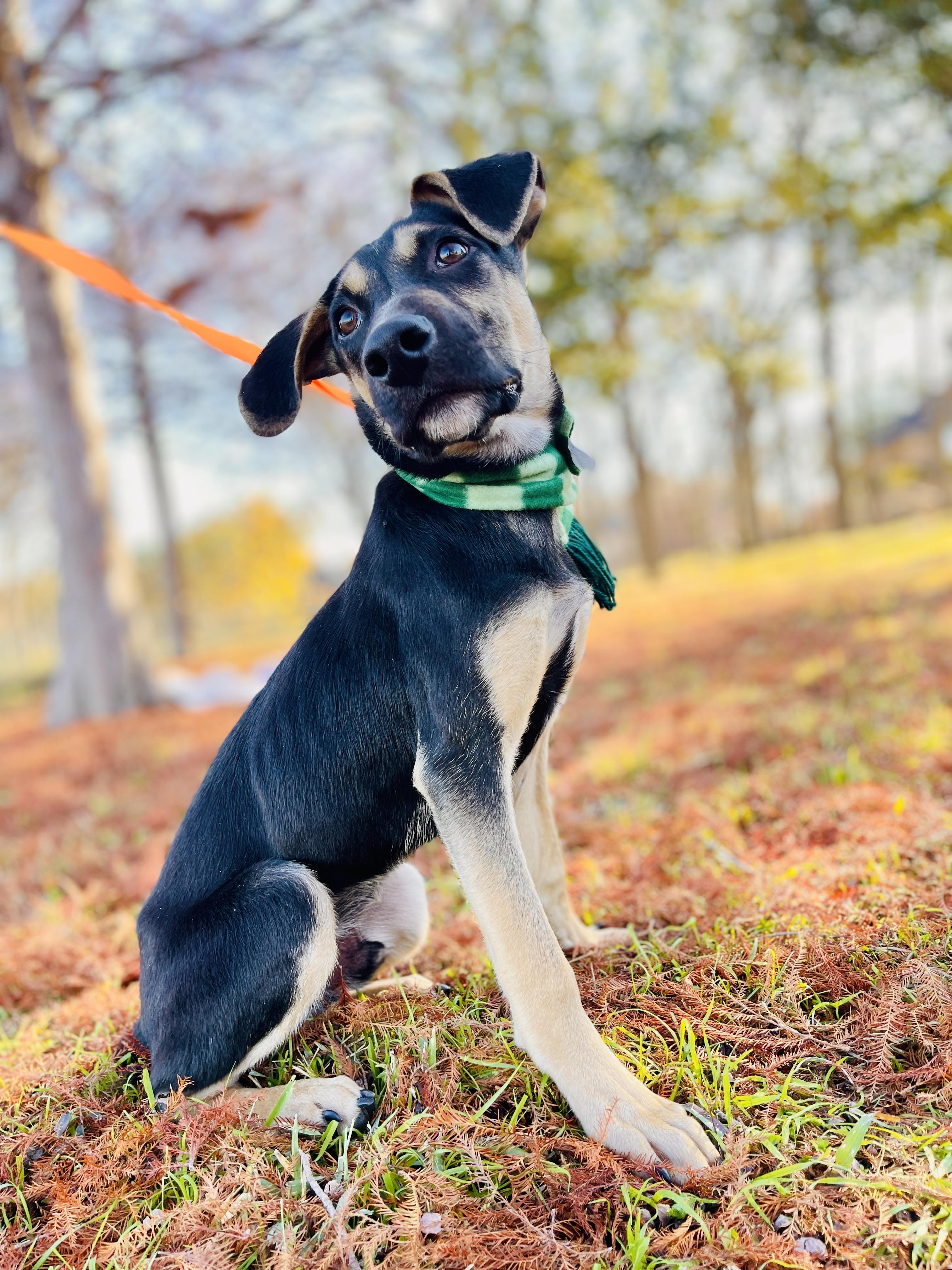 Owen Wilson, a Adoptable Shepherd in Keller, TX image 6/6
