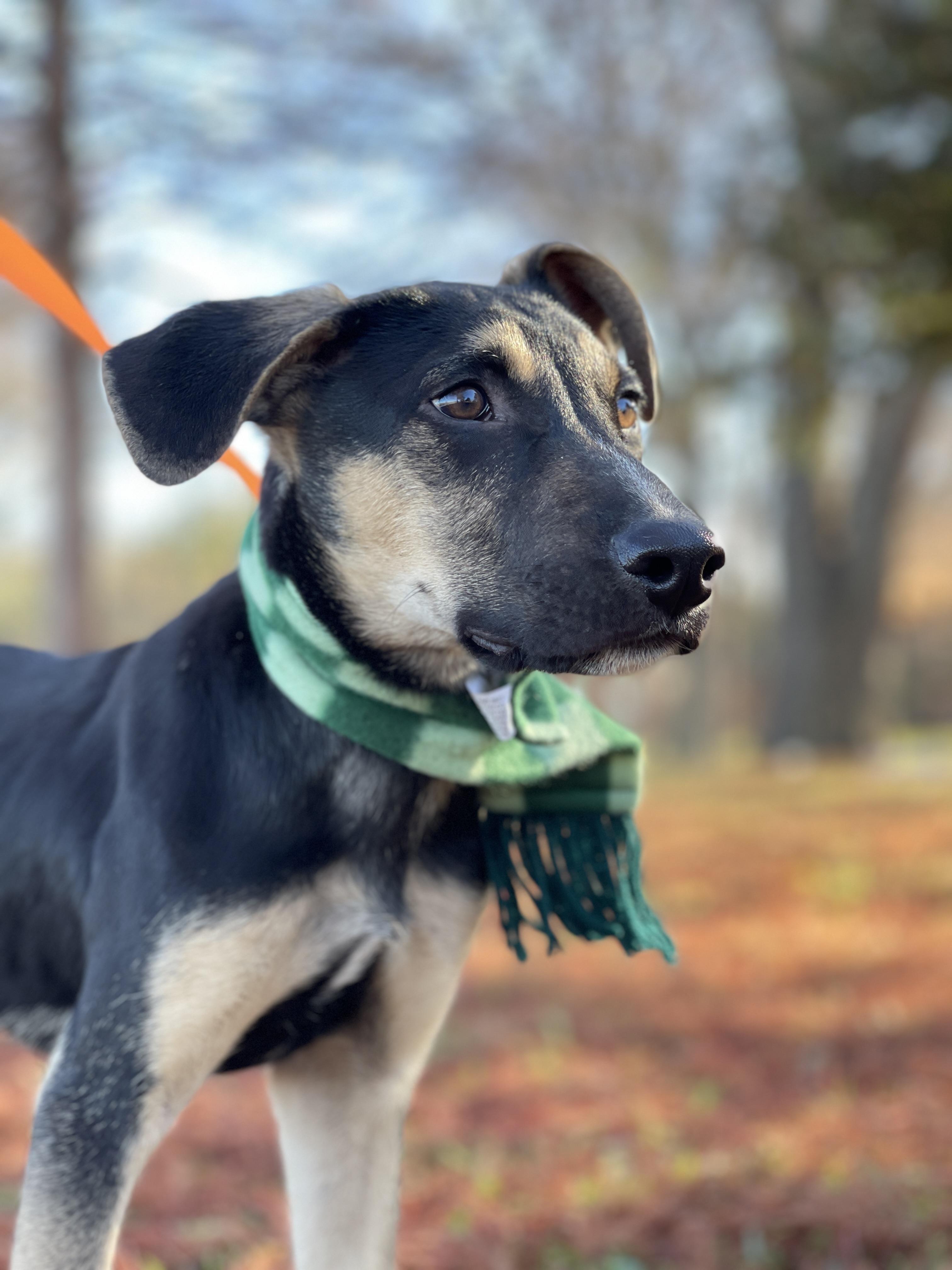 Owen Wilson, a Adoptable Shepherd in Keller, TX image 5/6